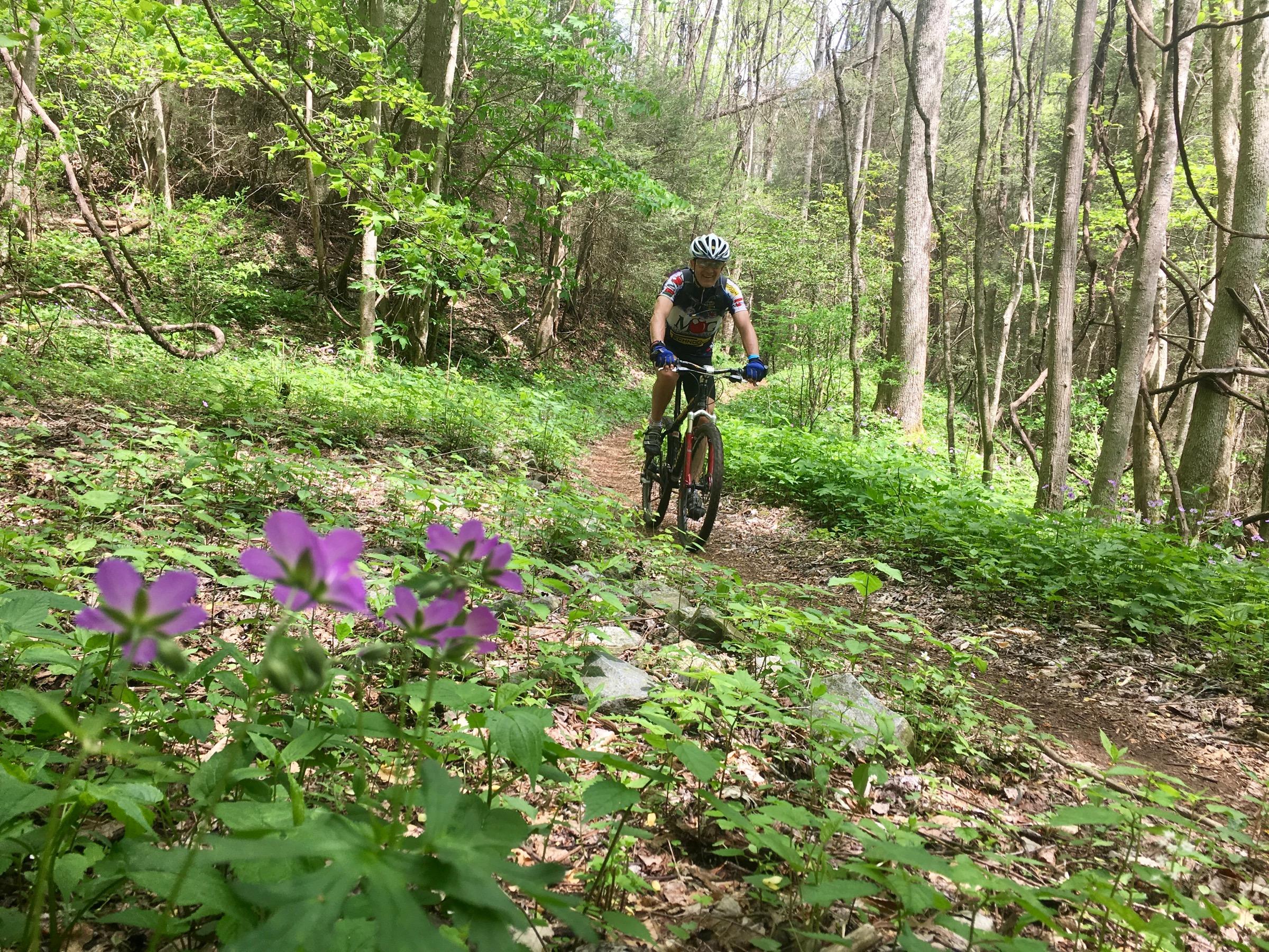 A mountain biker navigates a winding dirt trail through a vibrant green forest, with blooming purple flowers in the foreground. The scene captures the beauty of nature, showcasing trees with fresh foliage and a sense of adventure. Pinhoti Trail: Mountaintown Creek Segment mountain bike trail.
