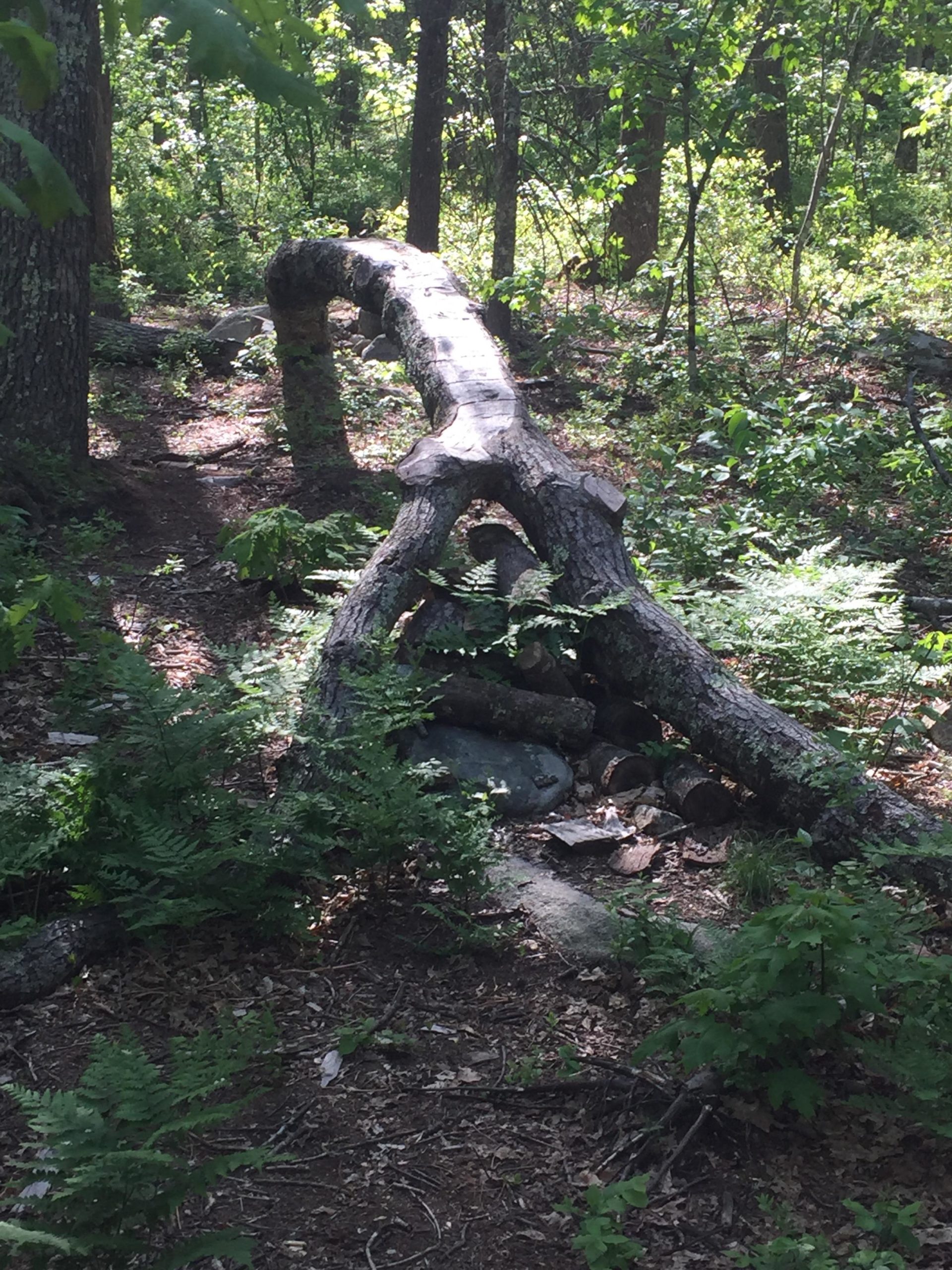 A curved fallen tree trunk in a forest setting, surrounded by green ferns, rocks, and other trees. Sunlight filters through the foliage, creating dappled light on the forest floor. F. Gilbert Hills State Park mountain bike trail.