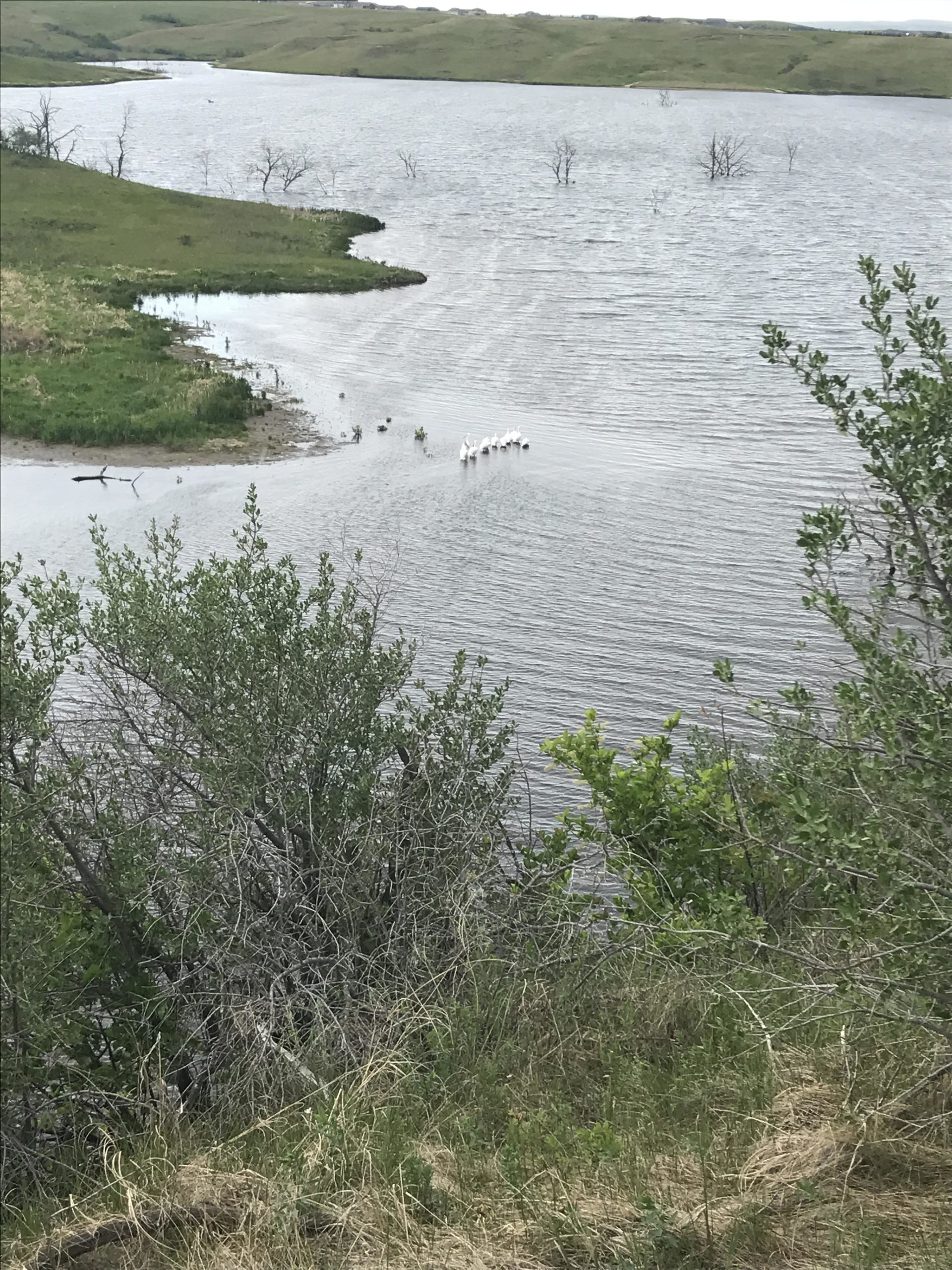 A serene lakeside scene featuring calm waters with gentle ripples, bordered by lush green grass and shrubs. In the foreground, vegetation frames the view, and in the distance, a line of white birds can be seen gliding across the water. The landscape is gently rolling, with hints of trees emerging from the water and hills in the background. Harmon mountain bike trail.