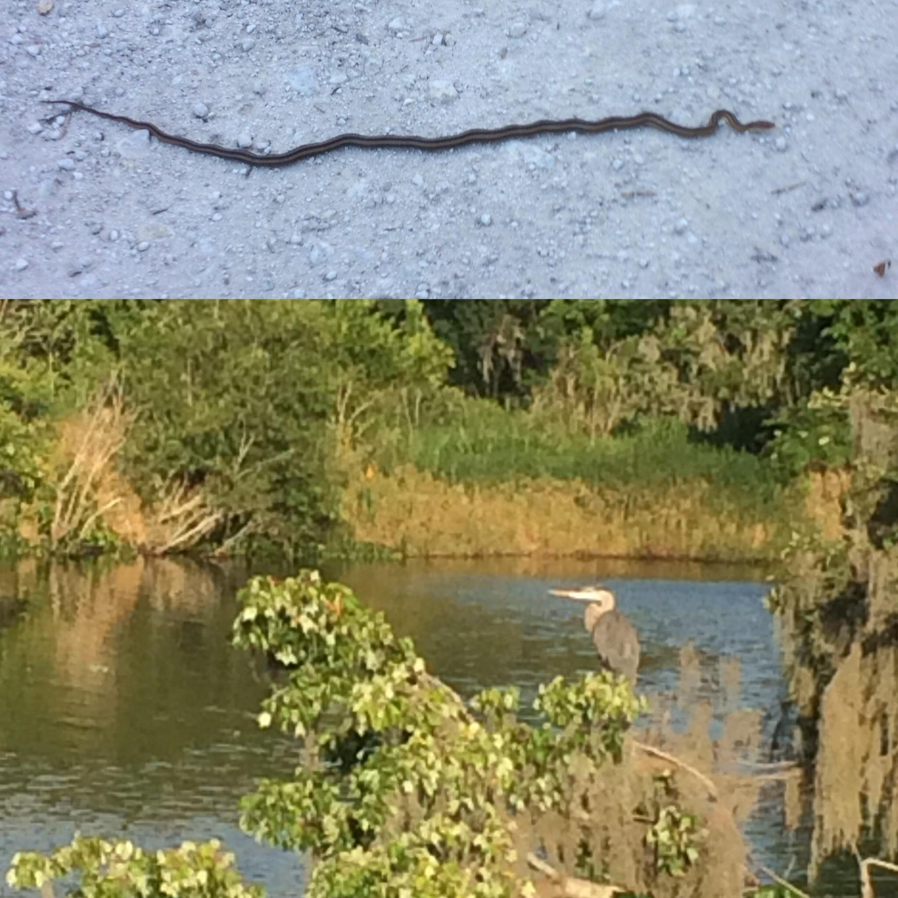 A split image showing a slender brown snake on a dirt path in the top half and a great blue heron standing near the edge of a calm, reflective body of water in the bottom half, surrounded by lush greenery. Lake Apopka Restoration Area mountain bike trail.