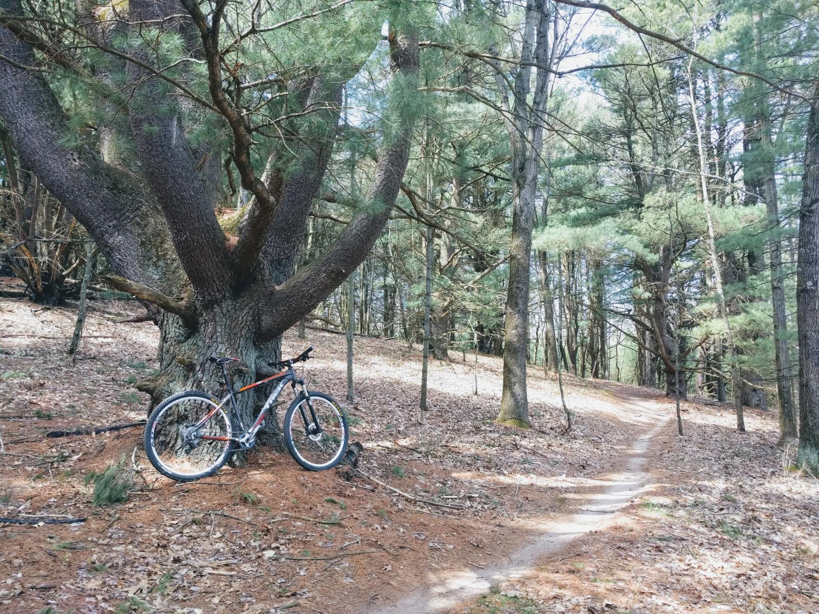 A mountain bike leaning against a large tree in a wooded area, with a winding dirt trail visible in the background, surrounded by pine trees and fallen leaves. Yankee Springs mountain bike trail.