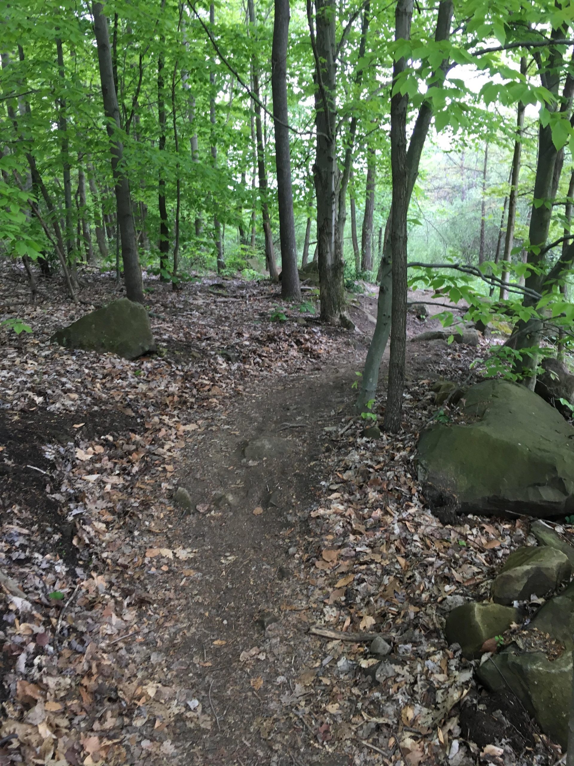 A narrow dirt path winds through a lush green forest, bordered by trees with vibrant leaves. The ground is covered in a mix of dirt and fallen leaves, with a few large rocks visible along the sides. The scene conveys a serene and natural outdoor environment. East Rim Trail mountain bike trail.