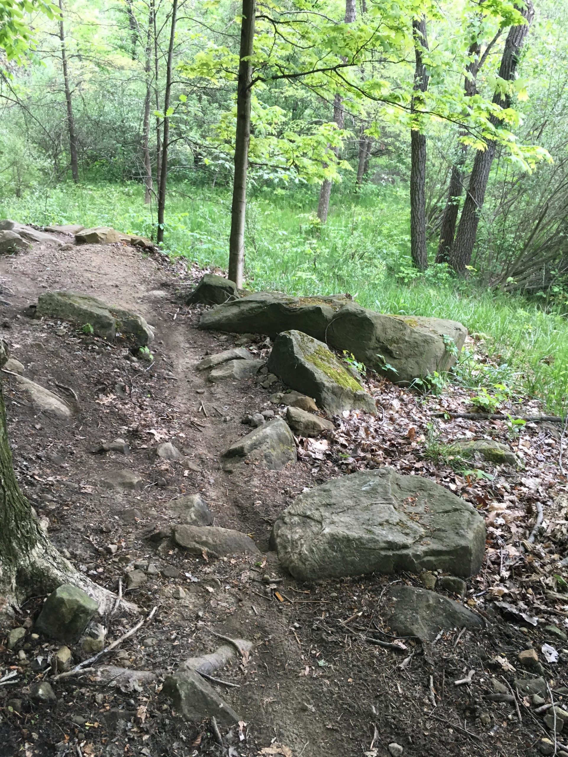 A winding dirt path with scattered rocks, surrounded by green foliage and trees in a forested area. East Rim Trail mountain bike trail.
