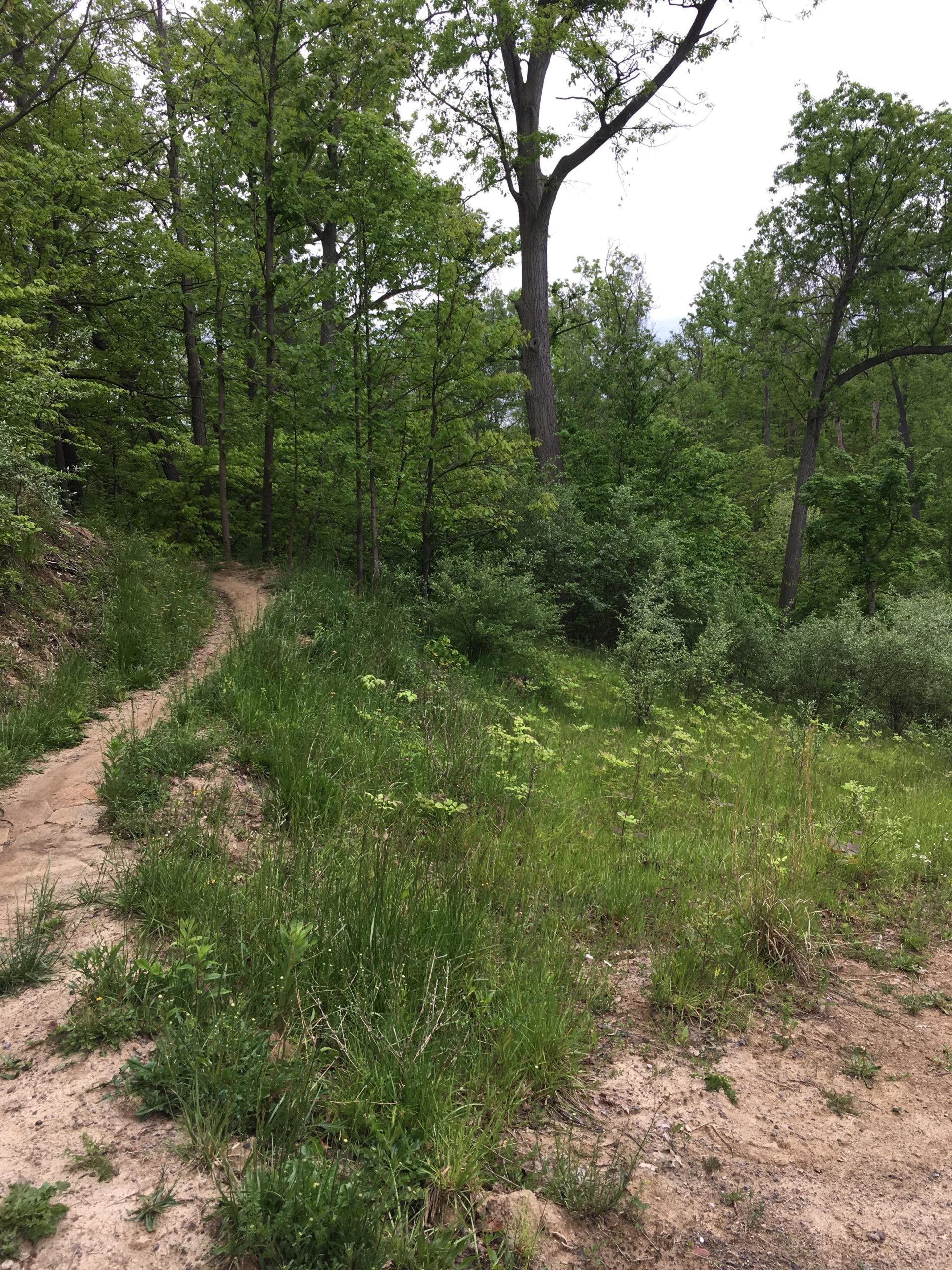 A winding dirt path surrounded by lush greenery in a dense forest. Tall trees with bright green leaves and various shrubs and grasses line the trail, creating a serene and natural setting. The sky is overcast, adding a tranquil atmosphere to the scene. East Rim Trail mountain bike trail.