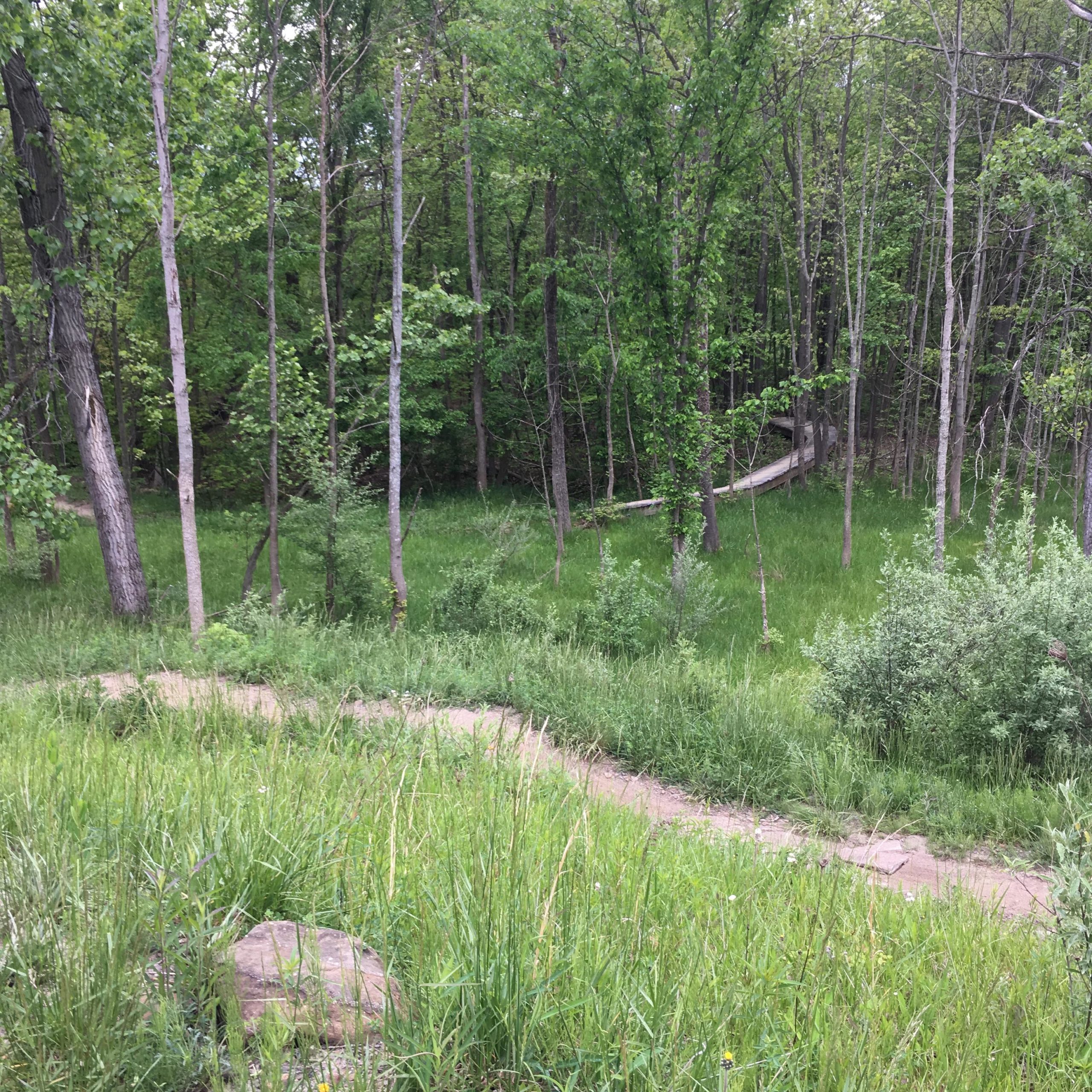 A winding dirt path leads through a lush green forest, surrounded by tall trees and dense grass. The scene captures a tranquil natural landscape, highlighting the vibrant greenery typical of a forested area in spring or summer. East Rim Trail mountain bike trail.