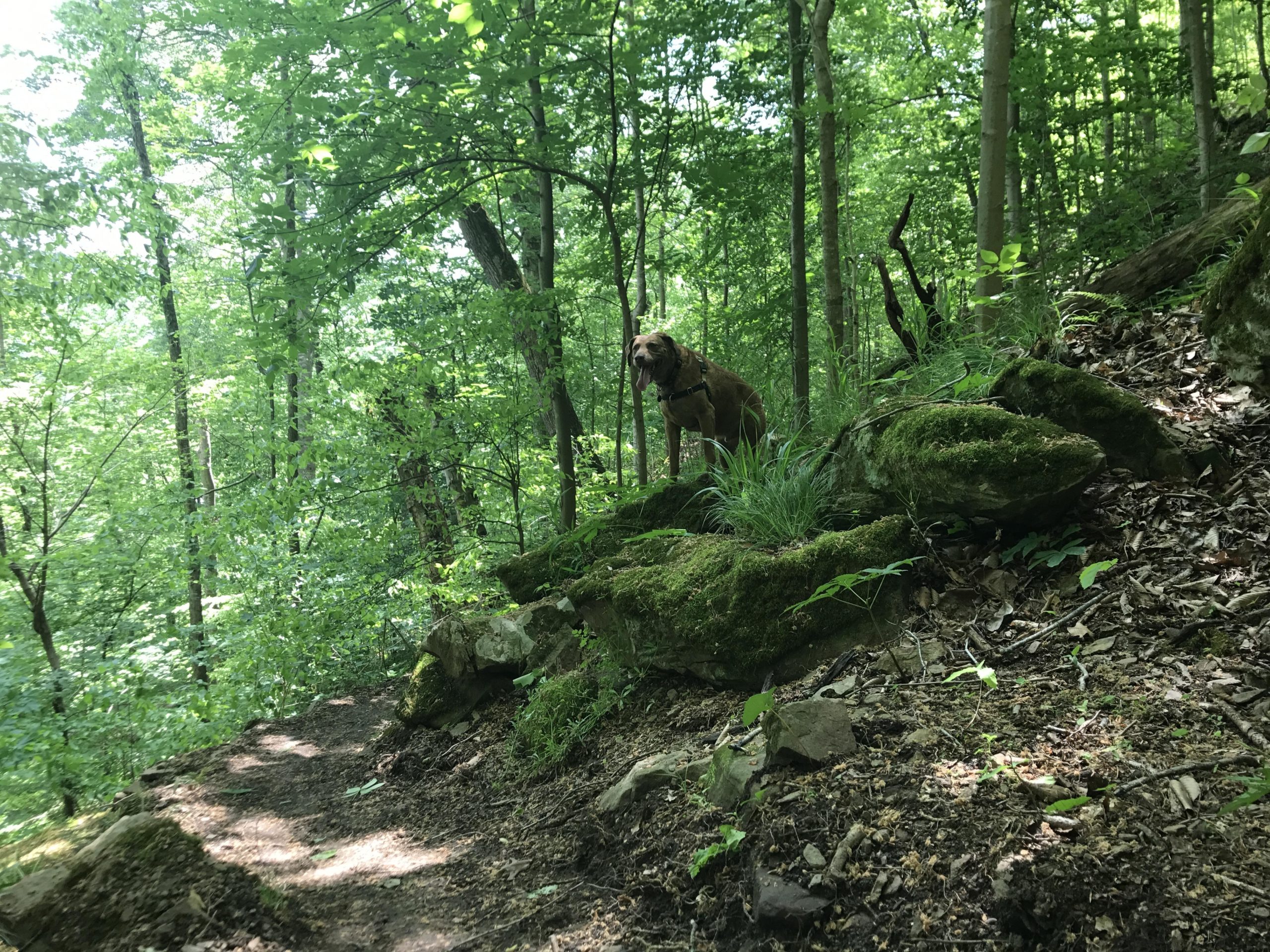 A dog standing on a moss-covered rock in a lush green forest, with a winding dirt path visible in the foreground and trees surrounding the scene. Nine Toe mountain bike trail.