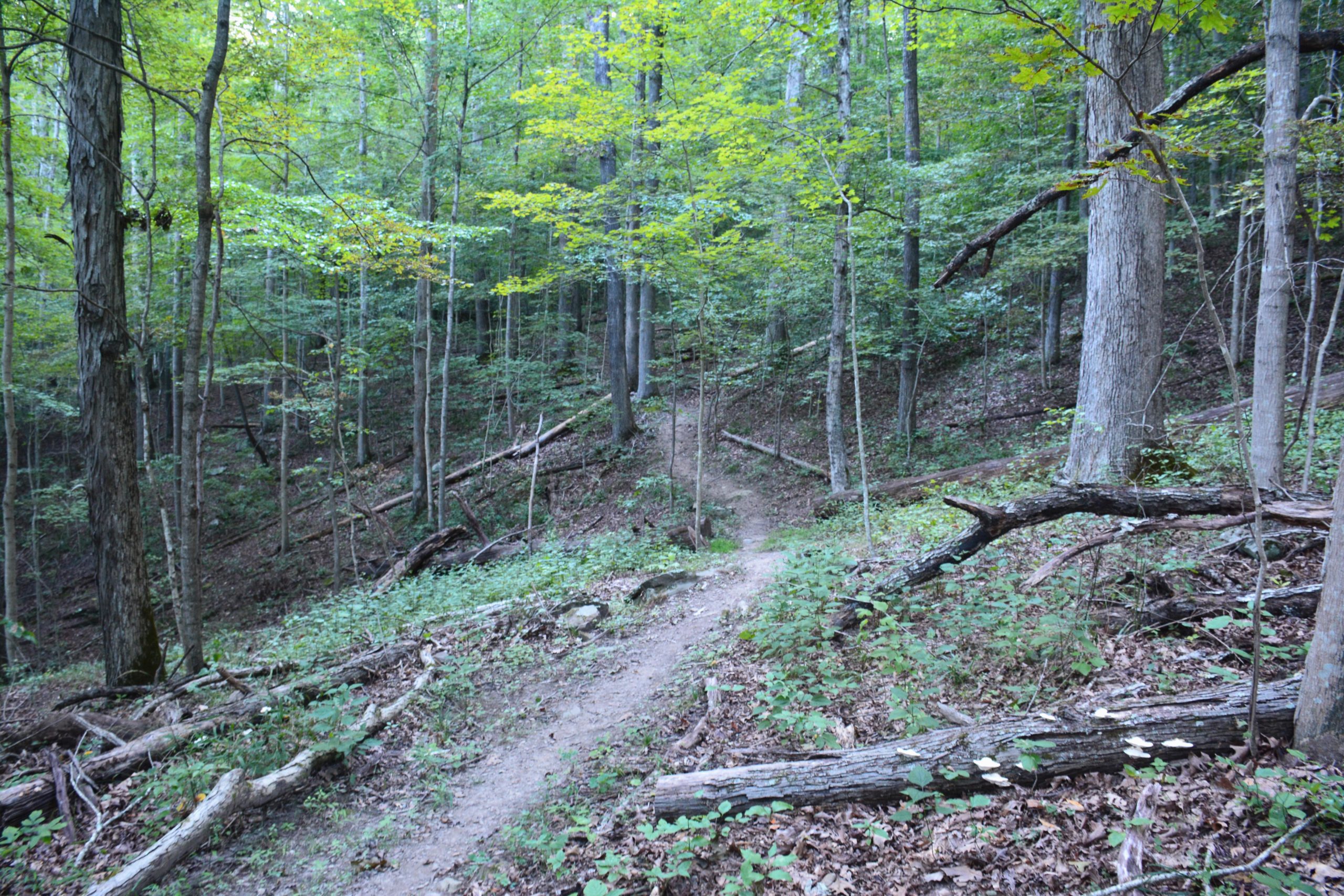 A winding dirt pathway through a forest, surrounded by tall trees with green leaves. The ground is covered in leaves and small plants, with fallen branches visible along the sides of the trail. The scene provides a serene and natural atmosphere, suggesting a peaceful hiking or walking environment. Burning Tree mountain bike trail.