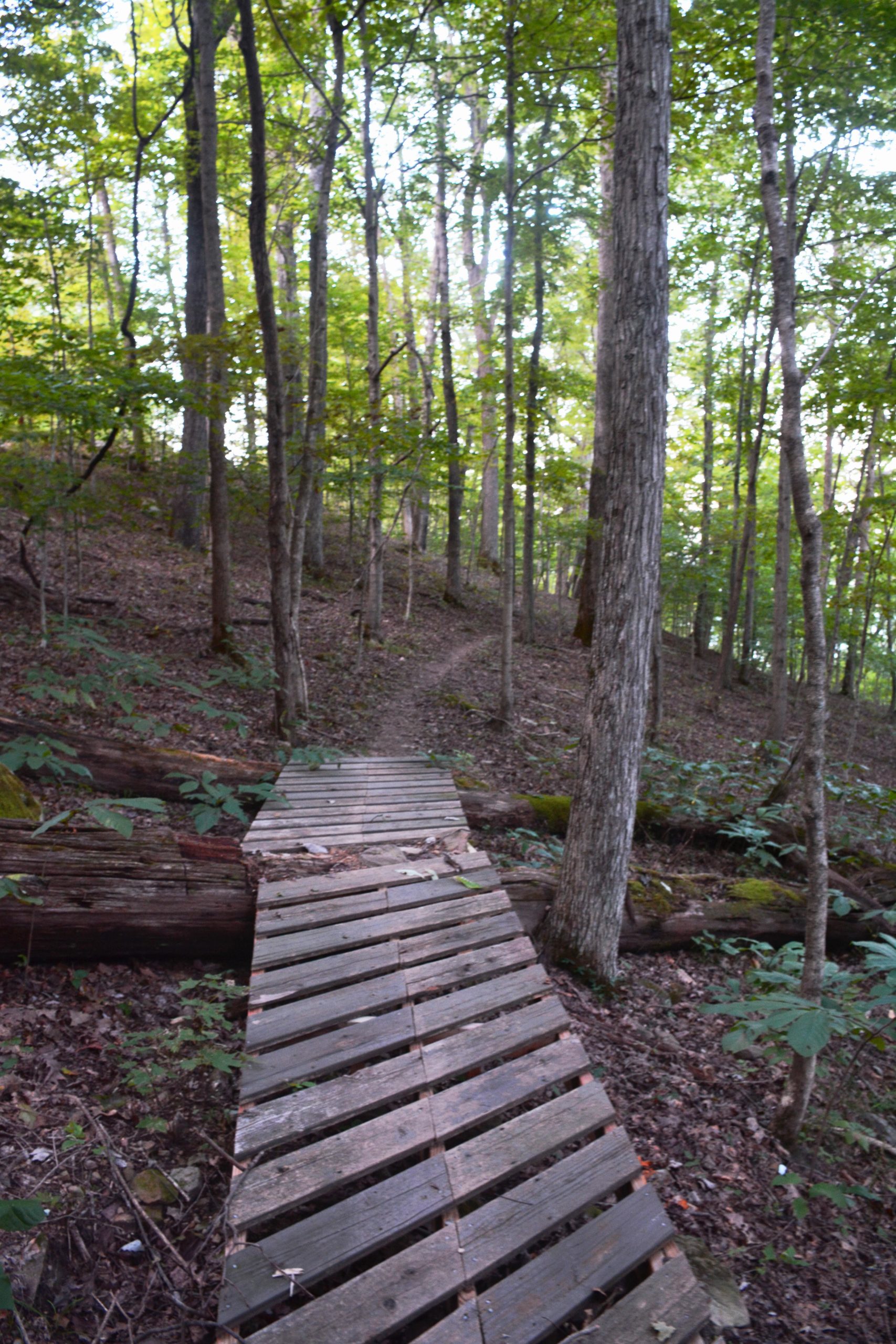 A wooden boardwalk crossing over a forested area, surrounded by tall trees and a winding dirt path in the background, with fallen logs and lush undergrowth visible. Lodgeview mountain bike trail.
