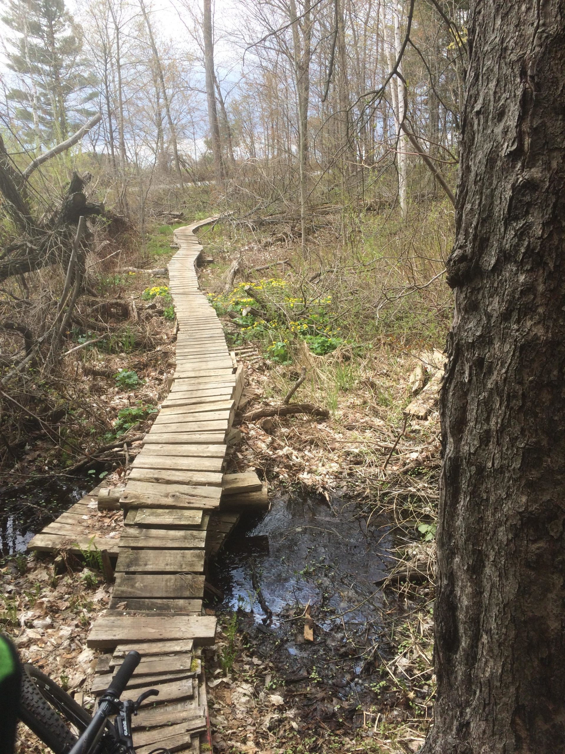 A narrow wooden boardwalk extends through a wooded area, crossing over a small body of water. Surrounding the path are trees in various stages of leaf growth, with hints of green foliage and yellow wildflowers scattered on the forest floor. The scene is bathed in soft natural light, suggesting a serene outdoor environment. A bicycle is partially visible in the foreground, leaning against a tree. Hardwood Ski and Bike mountain bike trail.