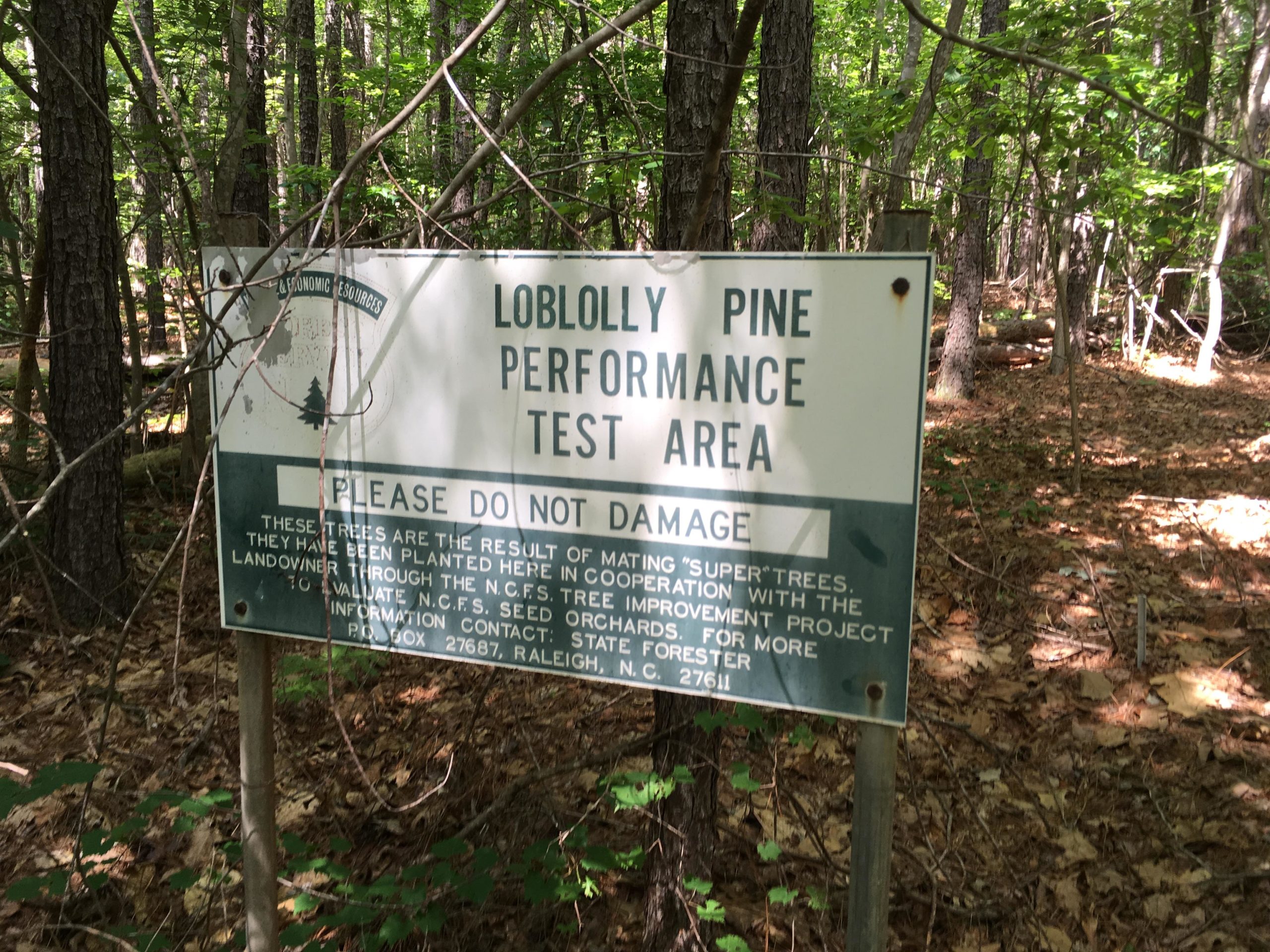 A sign in a wooded area reading "Loblolly Pine Performance Test Area" with a warning to "Please Do Not Damage." The sign explains that the trees are part of a project related to "supertrees," emphasizing their importance for research and conservation. Surrounding vegetation includes pine trees and fallen leaves. Uwharrie NF: Wood Run, Supertree And Keyauwee mountain bike trail.