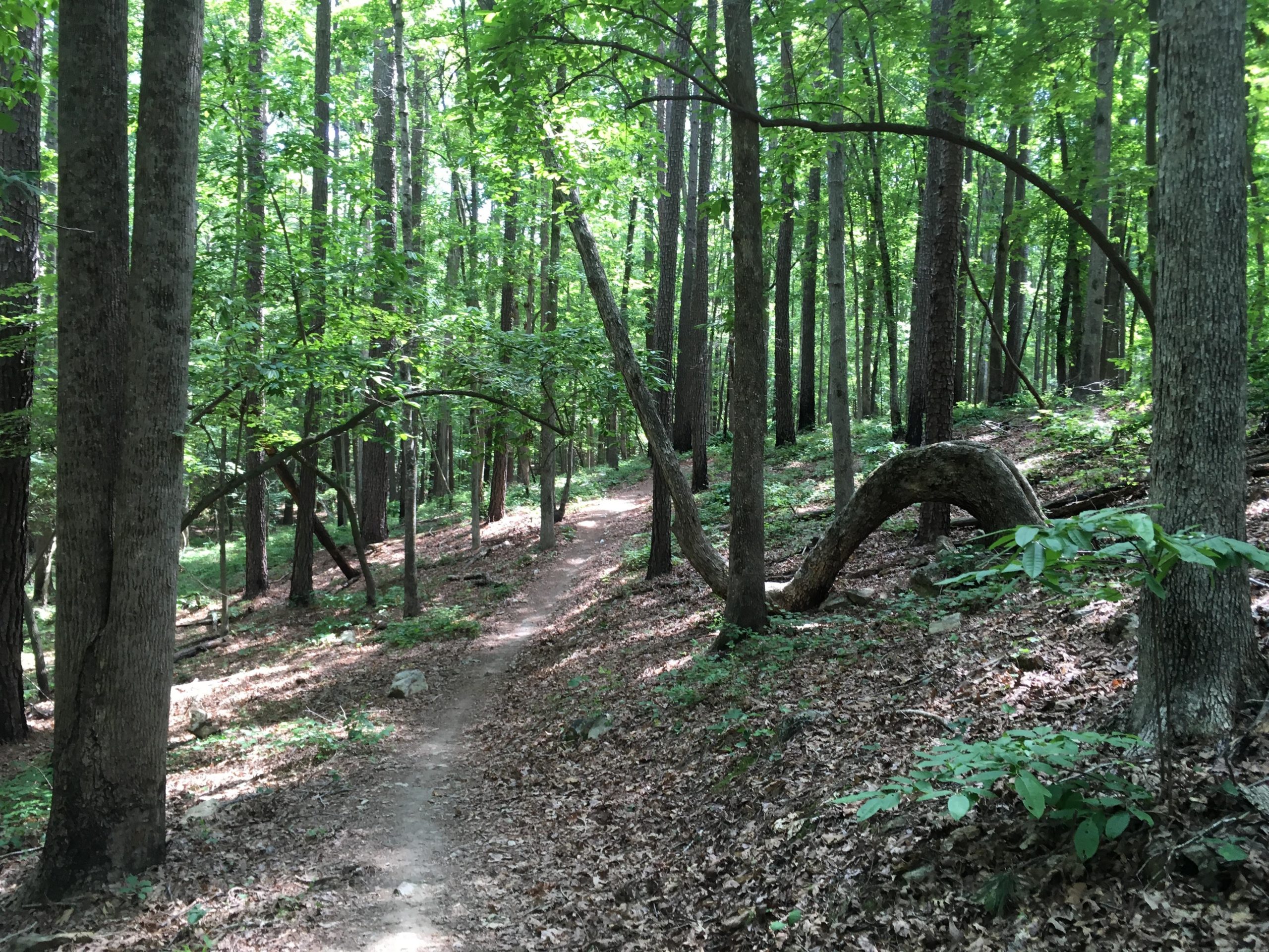 A winding dirt trail through a lush green forest, surrounded by tall trees with vibrant leaves. Sunlight filters through the canopy, casting dappled shadows on the ground, which is covered in fallen leaves and small rocks. A unique, curved tree trunk adds character to the serene landscape. Uwharrie NF: Wood Run, Supertree And Keyauwee mountain bike trail.
