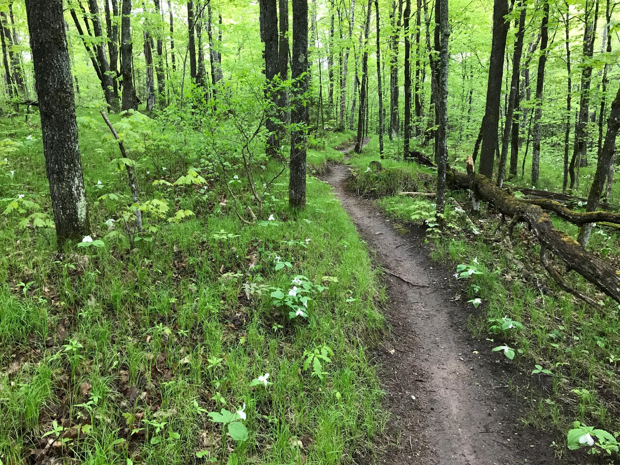 A winding dirt path through a lush green forest, surrounded by tall trees and vibrant foliage. The ground is covered with patches of grass and wildflowers, creating a serene and tranquil atmosphere in nature. Seeley Pass Trail mountain bike trail.