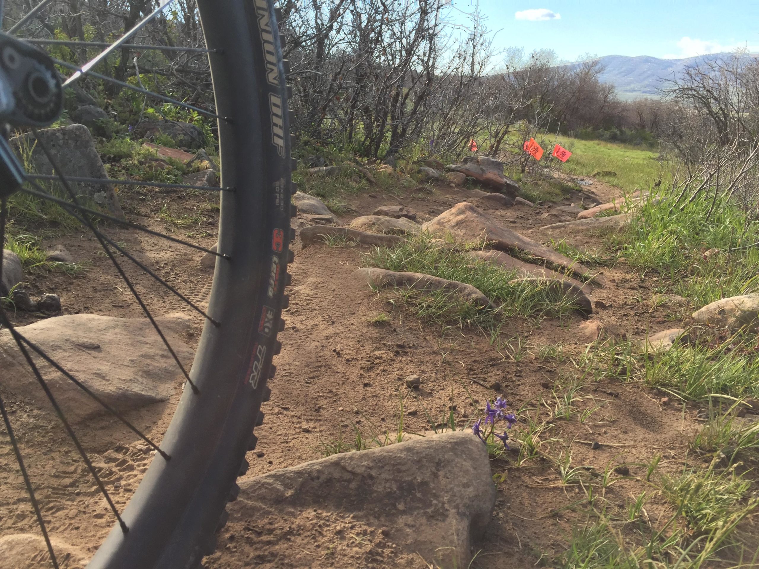 A close-up view of a mountain bike tire on a rocky dirt trail, with sparse vegetation and a single purple flower growing beside the path. In the background, hints of a mountain landscape and orange markers are visible along the trail. Round Valley mountain bike trail.
