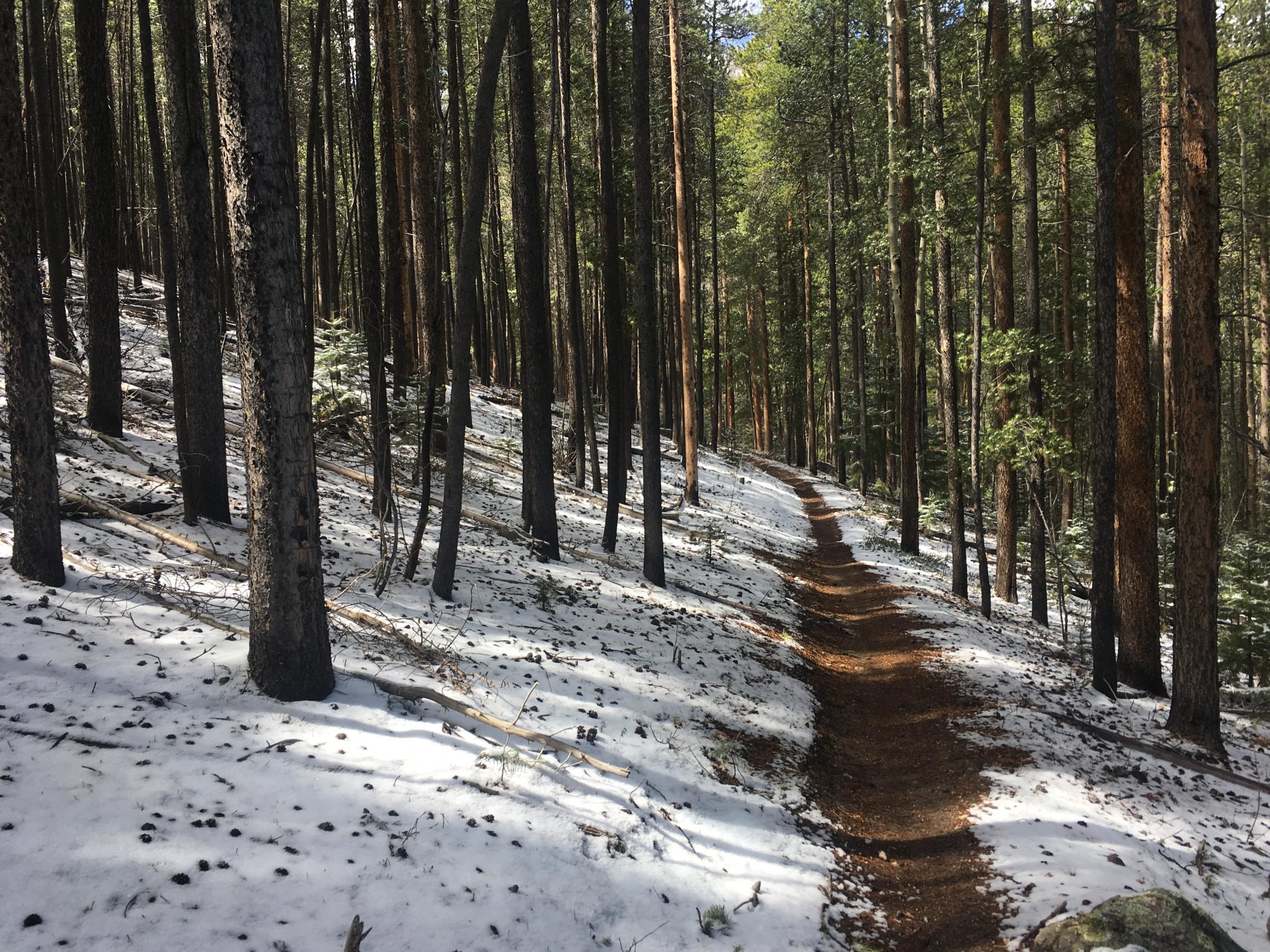 A winding dirt trail through a snow-covered forest, lined with tall pine trees and patches of green foliage. Sunlight filters through the trees, casting soft shadows on the ground. Rainbow Trail: Methodist Mountain Thd to Bear Creek Thd mountain bike trail.