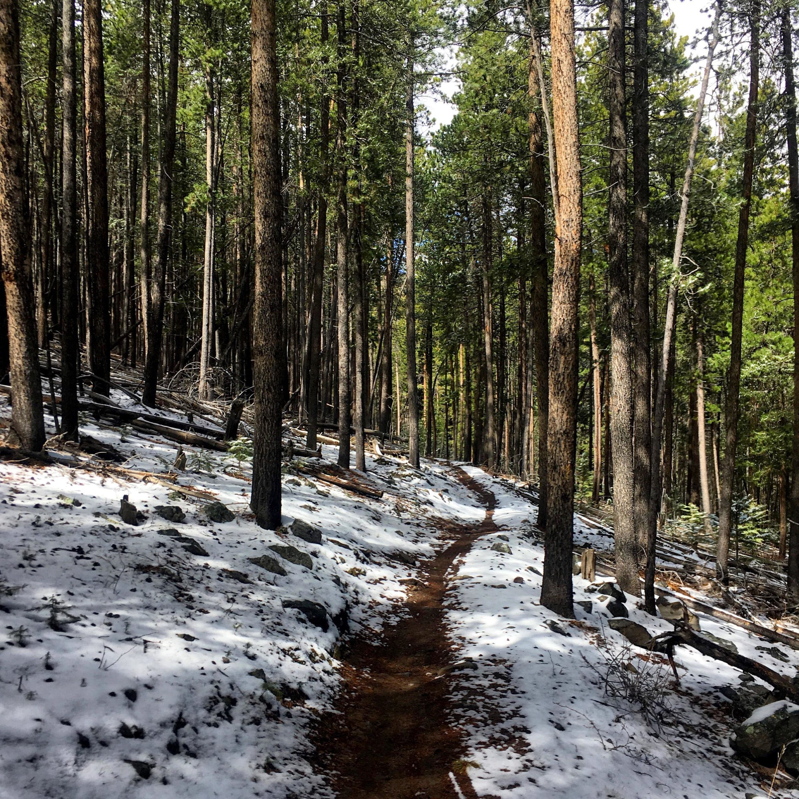 A winding dirt path through a forested area, with tall pine trees on either side and patches of snow on the ground. Sunlight filters through the branches, creating a serene atmosphere. Rainbow Trail: Methodist Mountain Thd to Bear Creek Thd mountain bike trail.