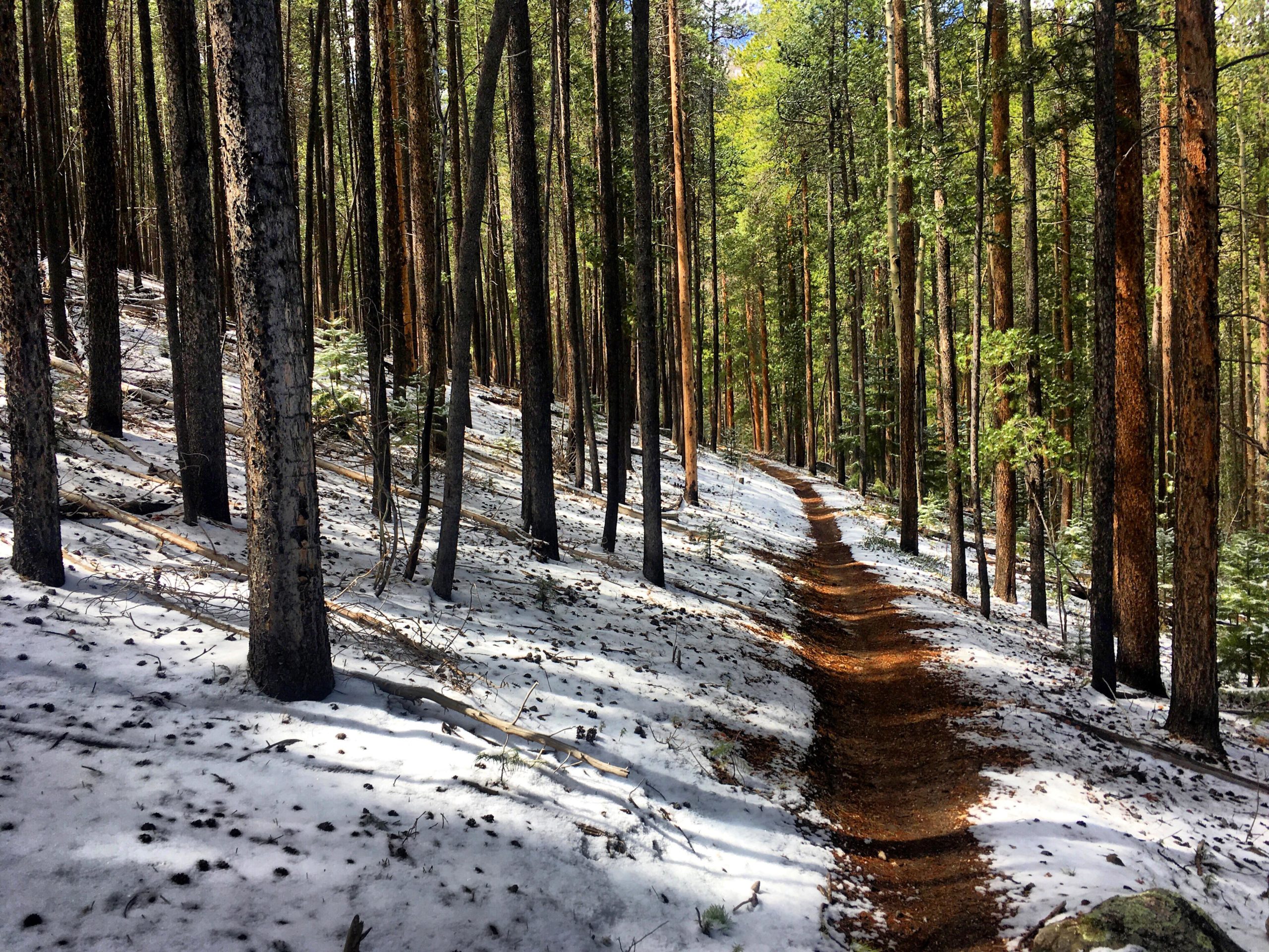 A winding dirt path surrounded by tall trees in a forest, partially covered in snow. Sunlight filters through the branches, illuminating the scene with a warm glow. The ground is a mix of snow and forest debris. Rainbow Trail: Methodist Mountain Thd to Bear Creek Thd mountain bike trail.