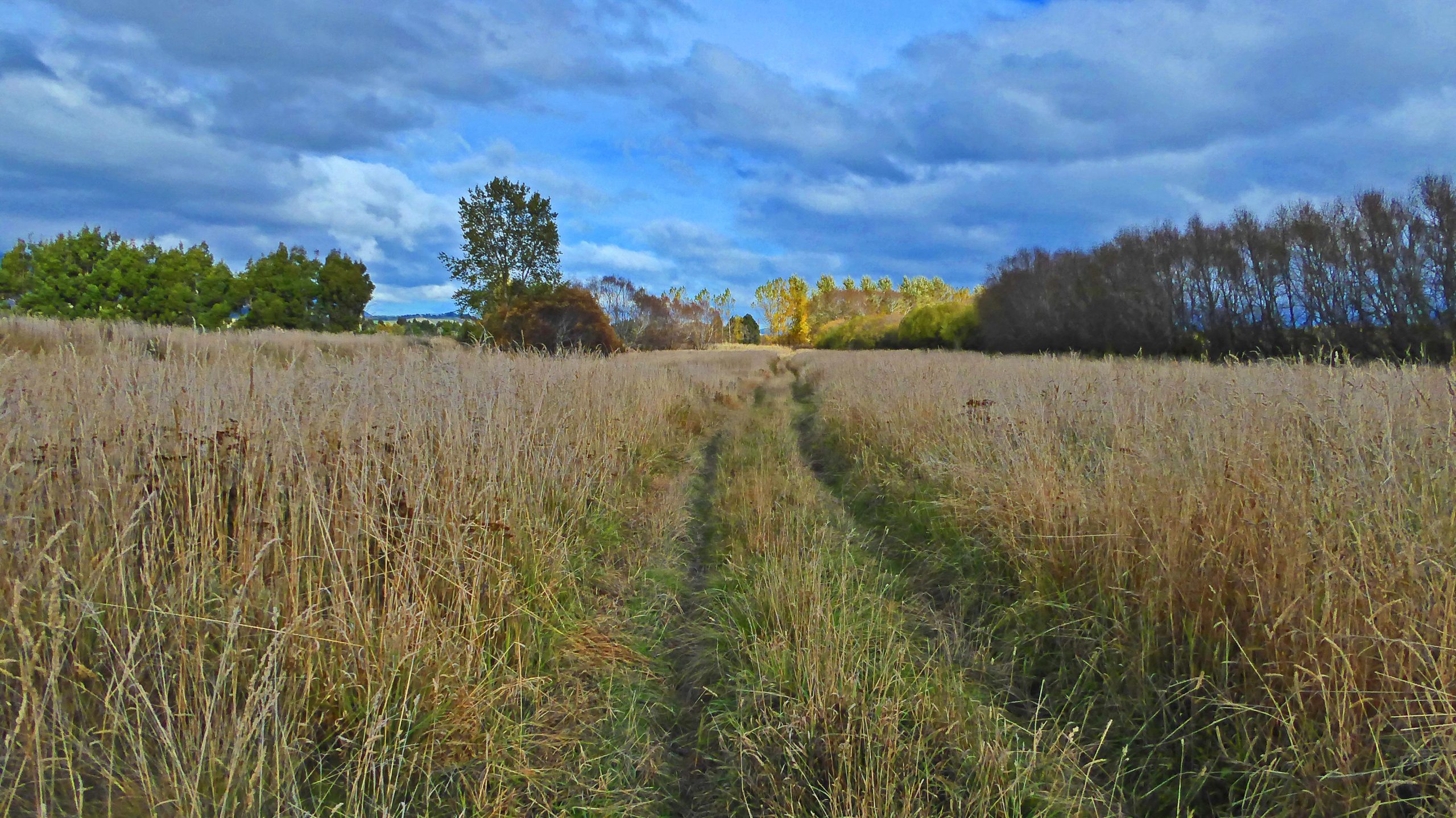 A winding dirt path through a tall, golden field of grass, leading toward trees in the distance under a blue sky with scattered clouds. Whitestone River mountain bike trail.