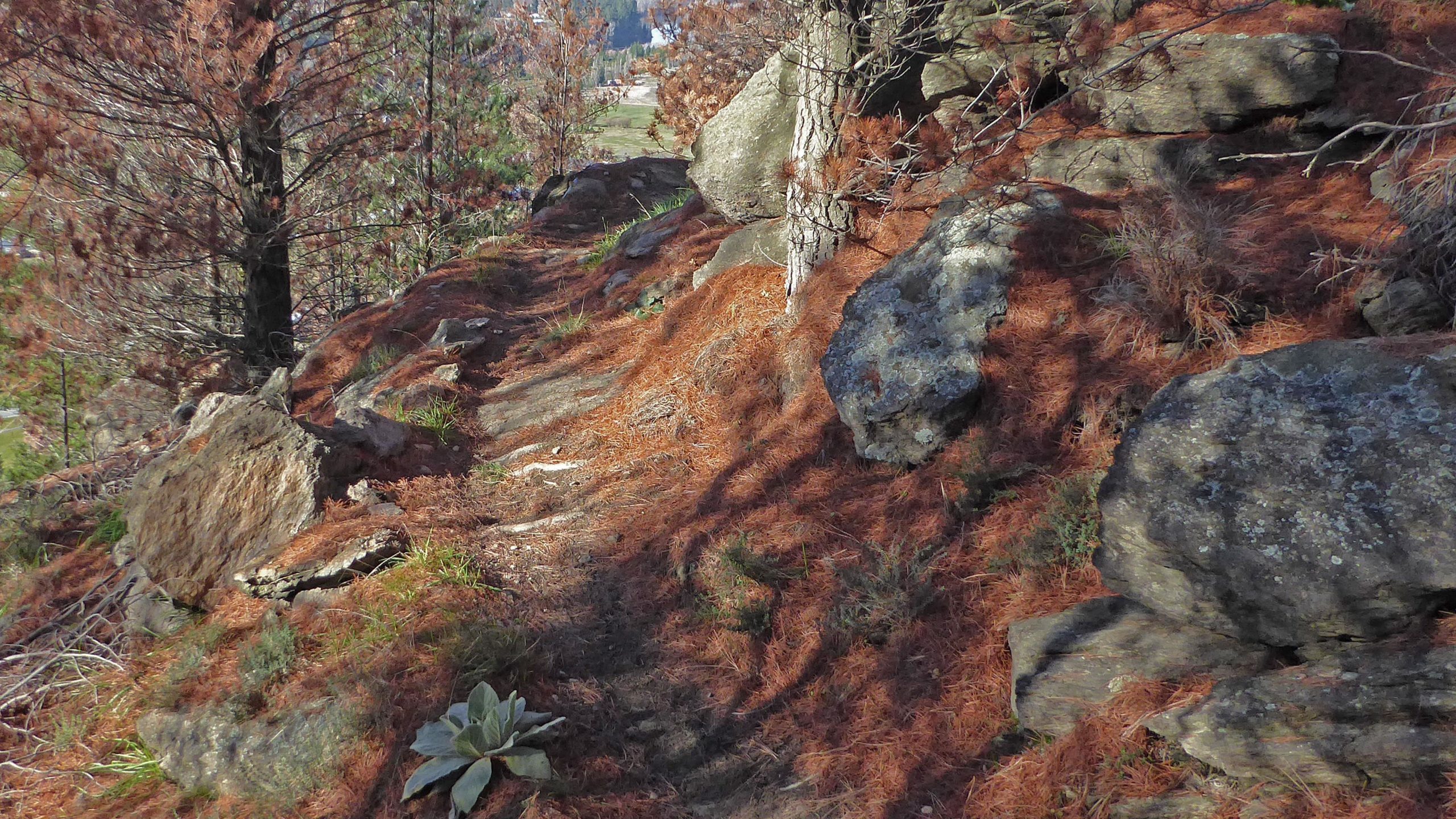 A winding trail marked by scattered rocks and covered in reddish-brown pine needles, surrounded by sparse trees and greenery. Linger and Die mountain bike trail.