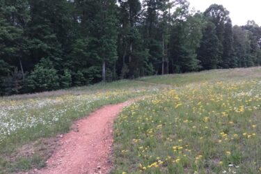 A winding dirt path leads through a grassy field adorned with small yellow and white wildflowers, bordered by a lush forest of green trees in the background, indicating a serene, natural setting during an early evening. Brumley Forest mountain bike trail.