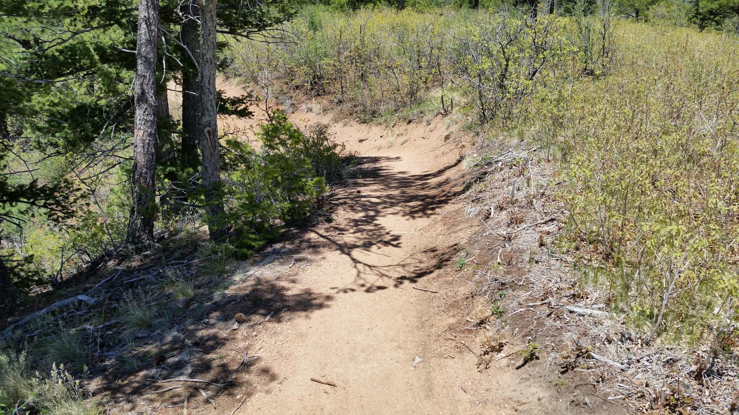 A narrow dirt path winding through a sunlit forest, flanked by green bushes and trees. Shadows from the foliage create patterns on the path, which is surrounded by varied ground cover. The scene captures a tranquil nature setting, inviting exploration. Cheyenne Mountain State Park mountain bike trail.
