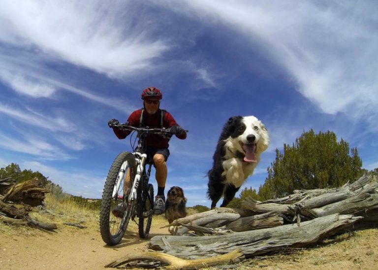 9 Do's and Don'ts for Mountain Biking With a Dog Singletracks
