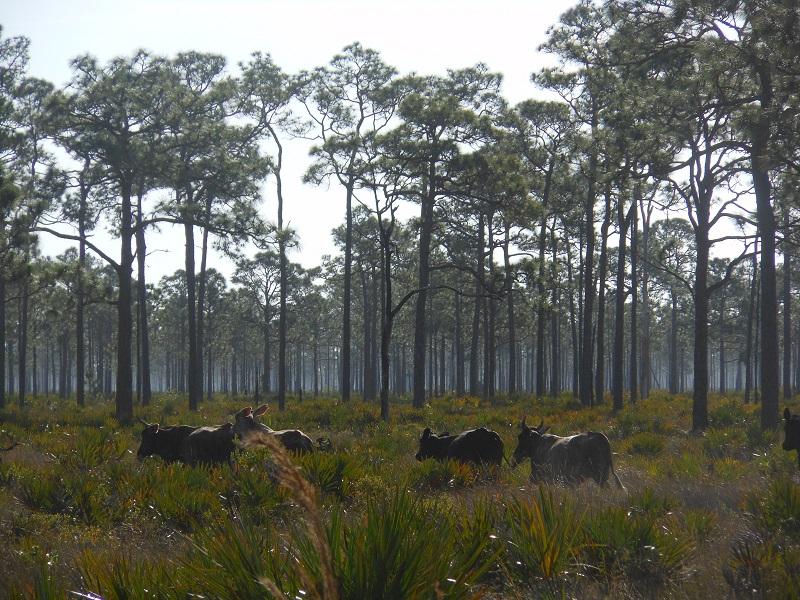 A herd of cattle grazing in a dense pine forest, surrounded by tall trees and underbrush. The sunlight filters through the foliage, creating a serene natural landscape. Tuckers Grade Out Tram Grade Back mountain bike trail.