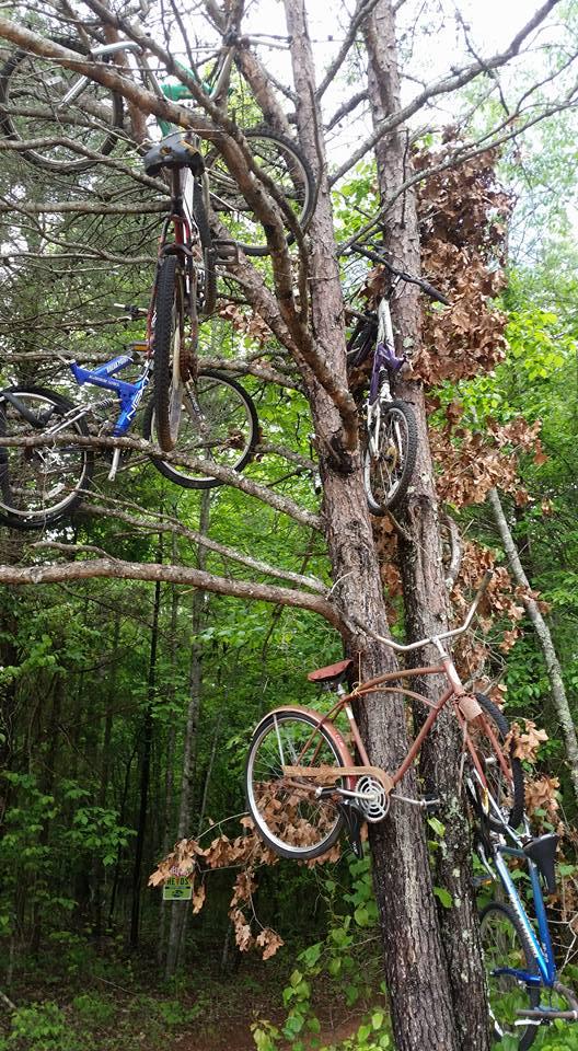 Bicycles of various colors and styles are perched in the branches of a tree, surrounded by lush green foliage. Some branches have dried leaves, indicating the tree's seasonal changes. Mountain Laurel Trails mountain bike trail.