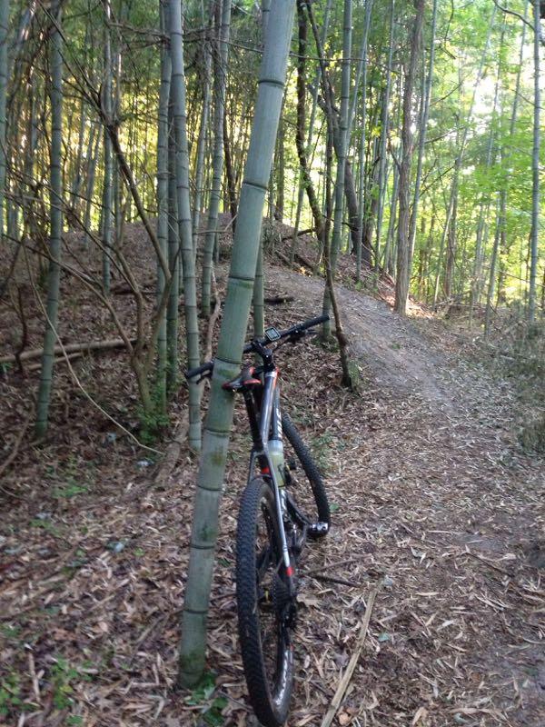 A mountain bike leaning against a bamboo stalk on a trail surrounded by dense green foliage and trees. Lake Maury mountain bike trail.