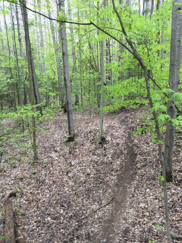 A winding dirt trail surrounded by lush green trees and freshly sprouted leaves in a serene forest setting. The ground is covered with fallen leaves, and the path curves gently to the right, inviting exploration. Midhurst mountain bike trail.