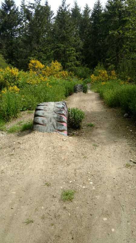 A dirt path winding through a vibrant green landscape, flanked by wildflowers and trees. Two large, weathered tires, with faint spray paint markings, are positioned partially in the ground along the trail. The scene captures a sense of nature intertwined with playfulness, ideal for outdoor activities like biking or hiking. Swan Creek mountain bike trail.