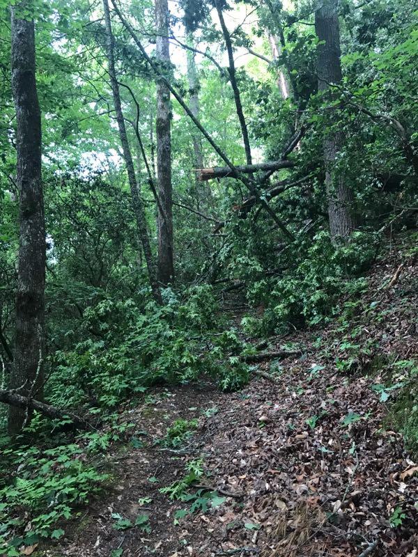 A dense forest scene featuring tall trees and thick underbrush. Several fallen branches and scattered leaves cover the forest floor, indicating a natural, untouched environment. The image captures a sense of tranquility and lush greenery, with dappled light filtering through the leaves. Unicoi State Park mountain bike trail.