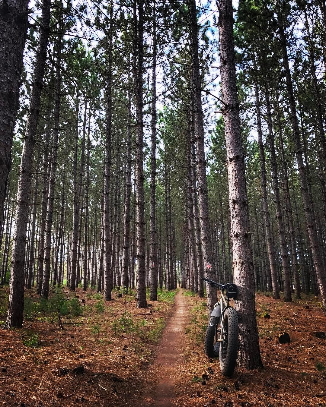 A fat tire bike leaned against a tree in a dense pine forest, with a narrow dirt path winding through the tall, straight trees and patches of pine needles on the ground. Nine Mile mountain bike trail.