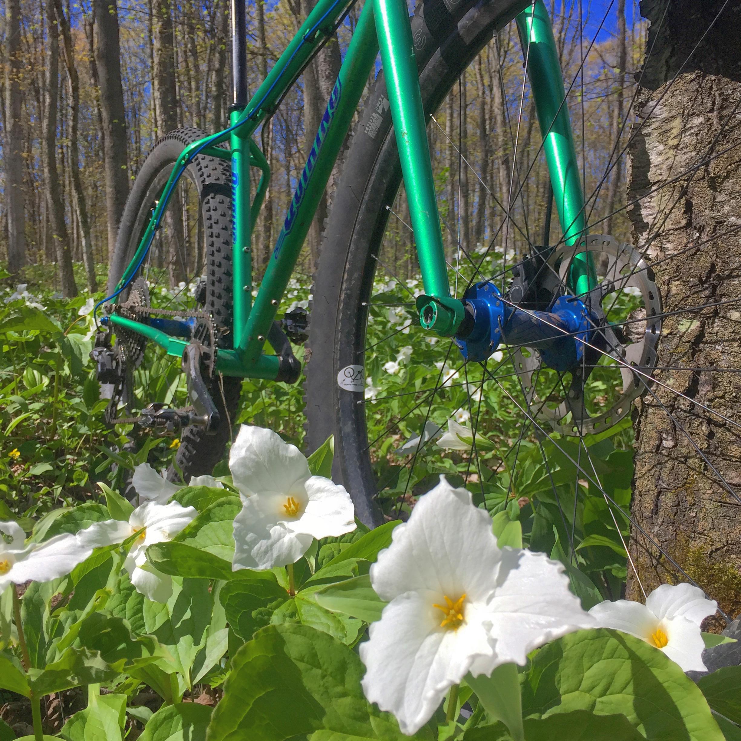 A green bicycle positioned near a tree in a woodland setting, surrounded by blooming white trillium flowers and vibrant green foliage, under a clear blue sky. Arcadia Dunes mountain bike trail.
