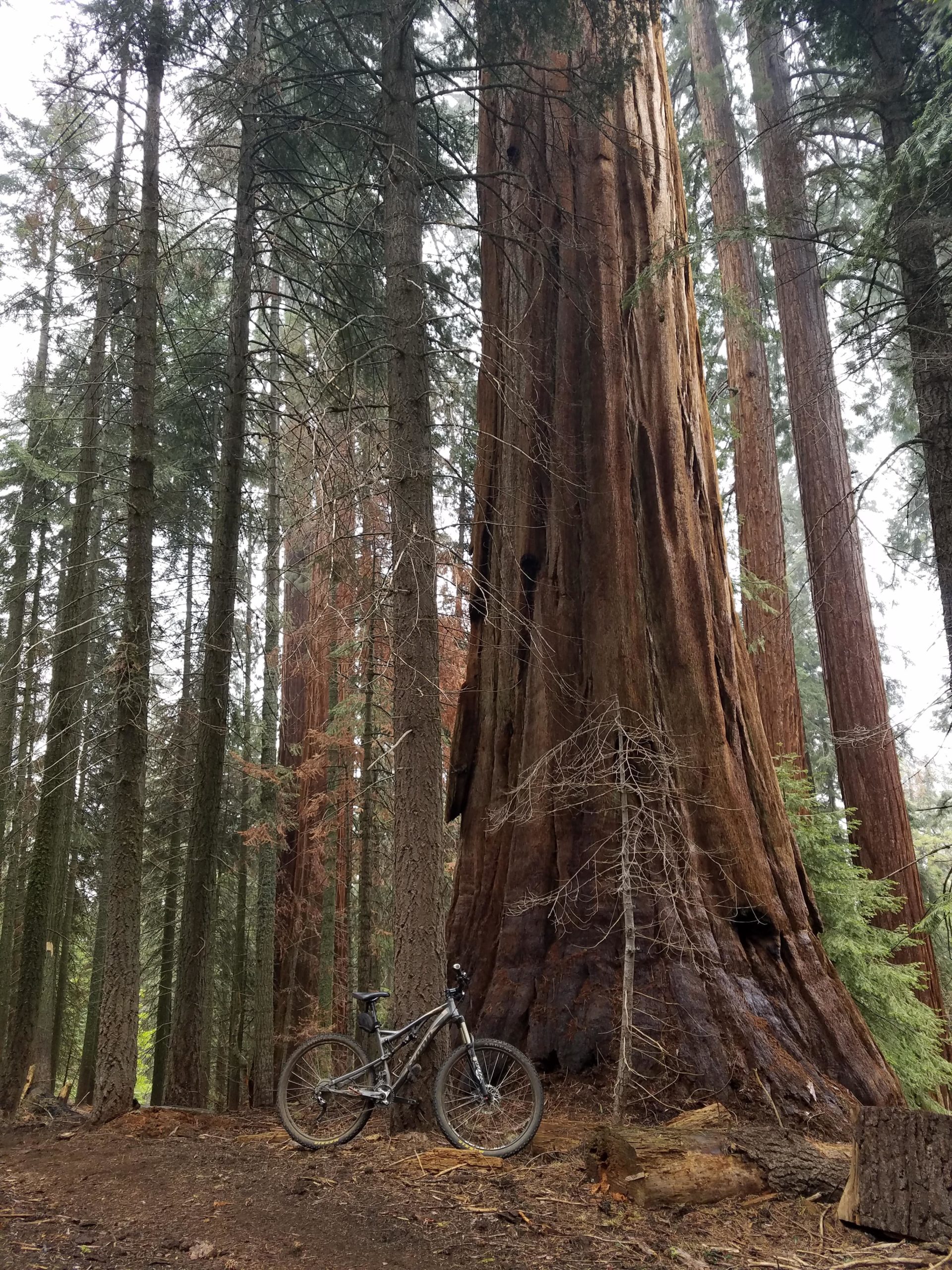 A mountain bike leaning against the base of a massive redwood tree, surrounded by tall trees in a shaded forest. The scene captures the grandeur of nature, showcasing the impressive height and texture of the redwood bark. Freeman Creek Trail mountain bike trail.
