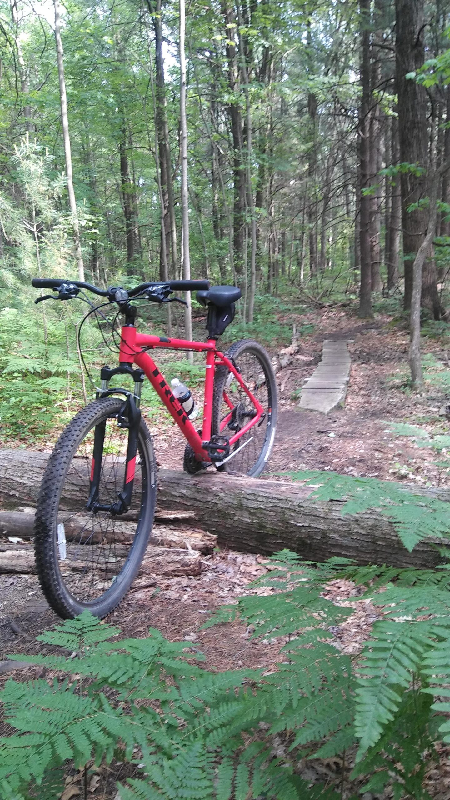 A red mountain bike rests on a fallen log in a dense forest, surrounded by green ferns and tall trees. A wooden path can be seen in the background, leading through the woods. Midland City Forest mountain bike trail.