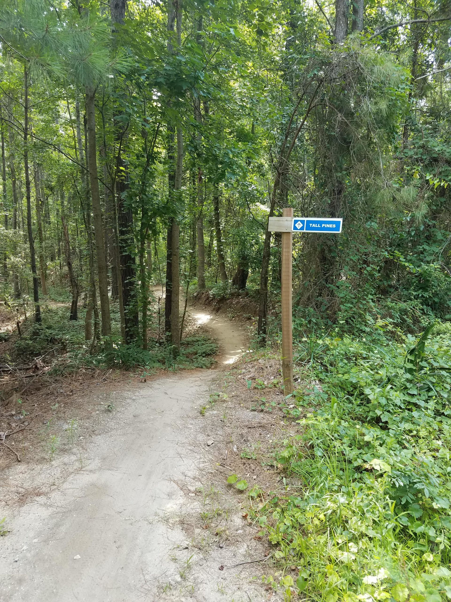 A sandy trail winding through a lush green forest, featuring a wooden sign that indicates the direction to "Tall Pines." The area is surrounded by tall trees and dense foliage. Horry County Bike Run Park mountain bike trail.