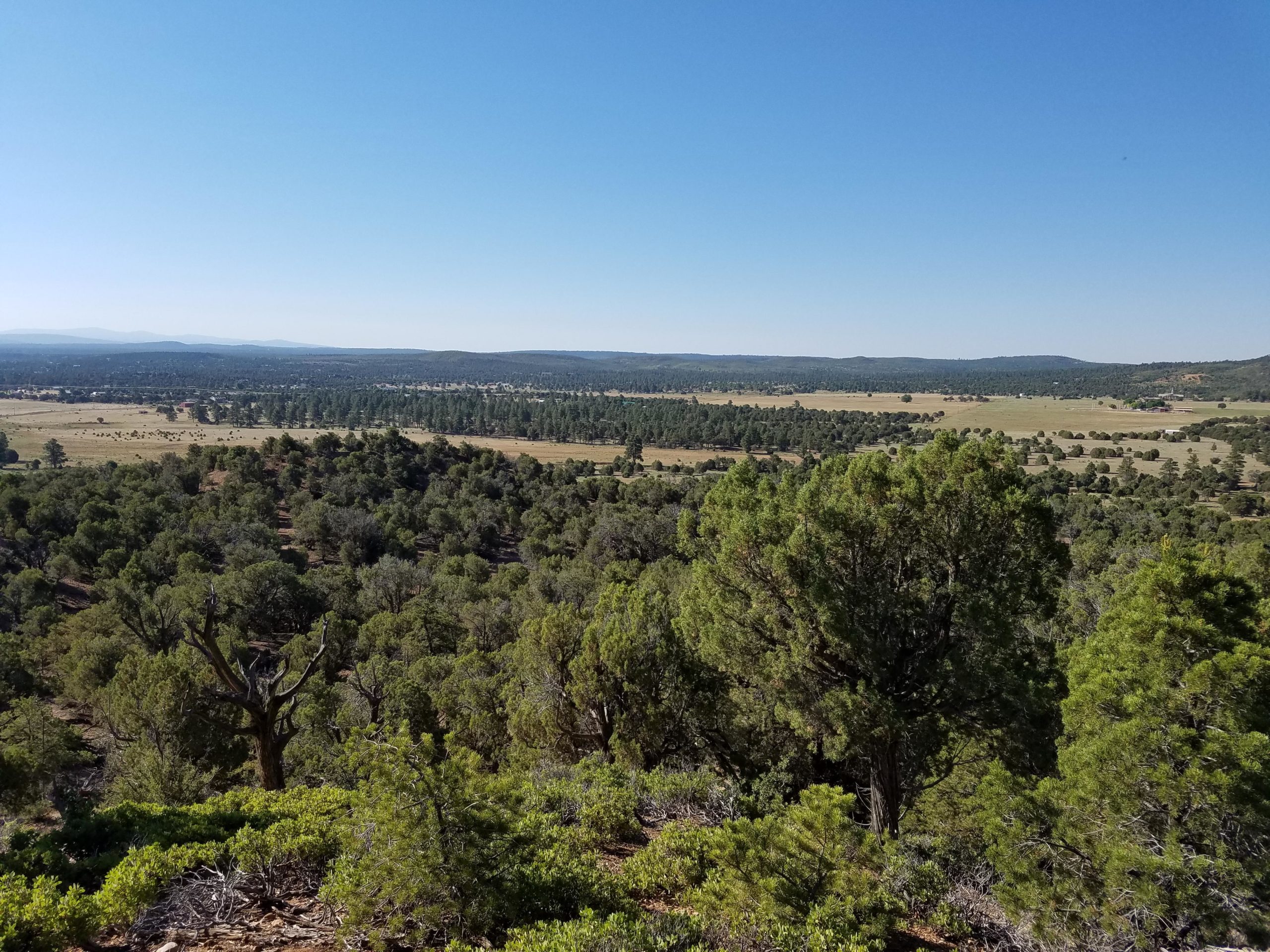 A panoramic view of a lush green landscape featuring a mix of trees and open fields under a clear blue sky. In the foreground, there are densely packed trees, while the background showcases a vast stretch of meadows and distant mountains. The scene conveys a sense of tranquility and natural beauty. Ghost of the Coyote mountain bike trail.
