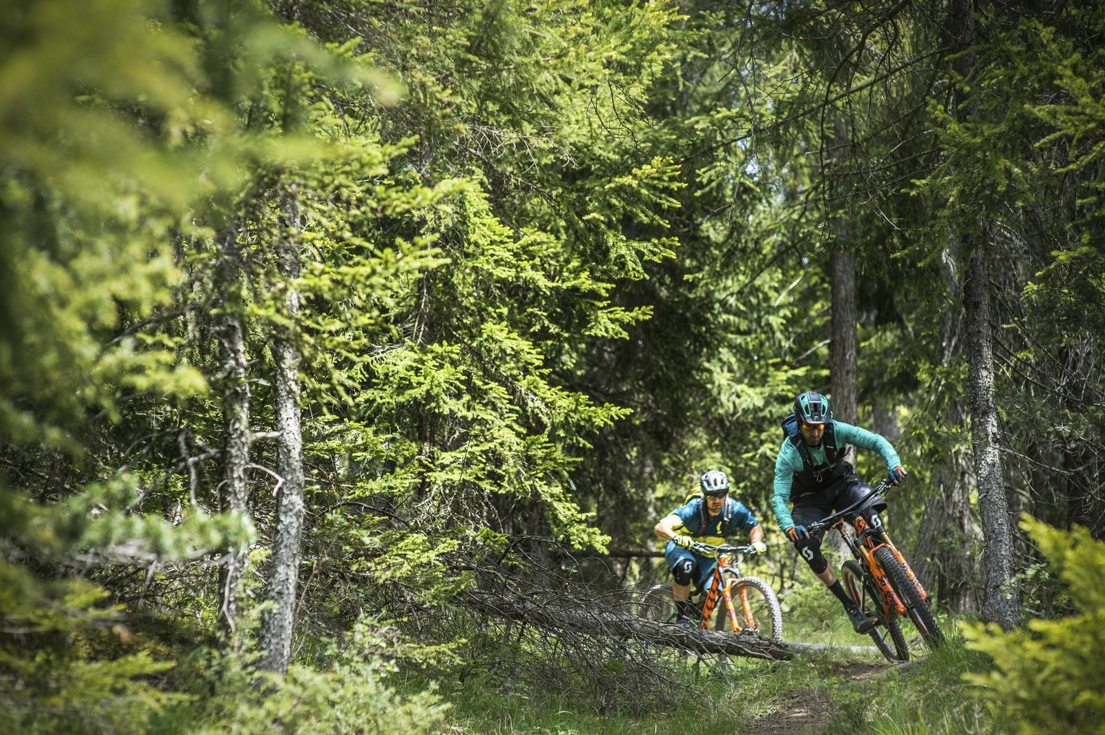 Scott Genius: Two mountain bikers riding through a lush forest trail surrounded by green trees and underbrush. The bike riders are wearing helmets and colorful cycling gear, navigating a winding path with a fallen log visible on the ground. Sunlight filters through the trees, creating a vibrant and dynamic outdoor scene.