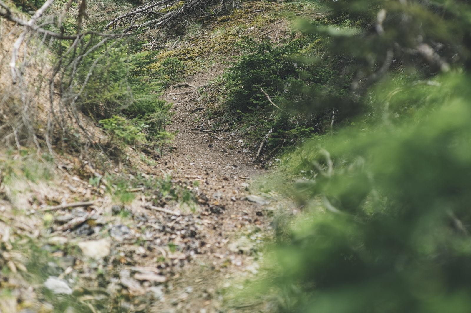 Scott Genius: A winding dirt path through a forest, surrounded by greenery and scattered with leaves and small branches.