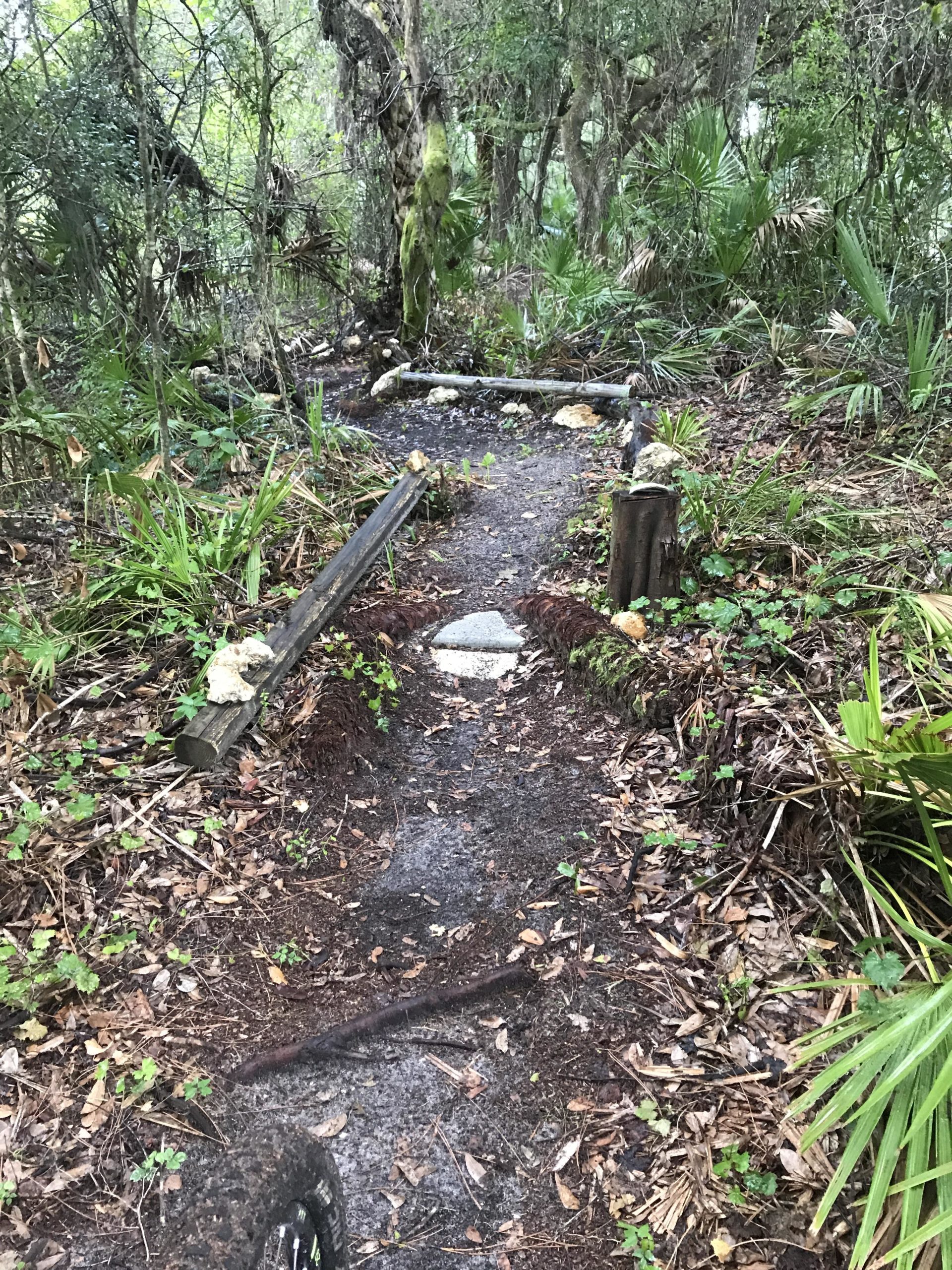 A winding dirt path through a forested area, bordered by lush greenery, including ferns and palm plants. The trail is slightly damp and shows signs of recent rain, with a few small stones and logs placed along its edges. Sunlight filters through the trees, creating a serene, nature-filled atmosphere. Hillsborough mountain bike trail.