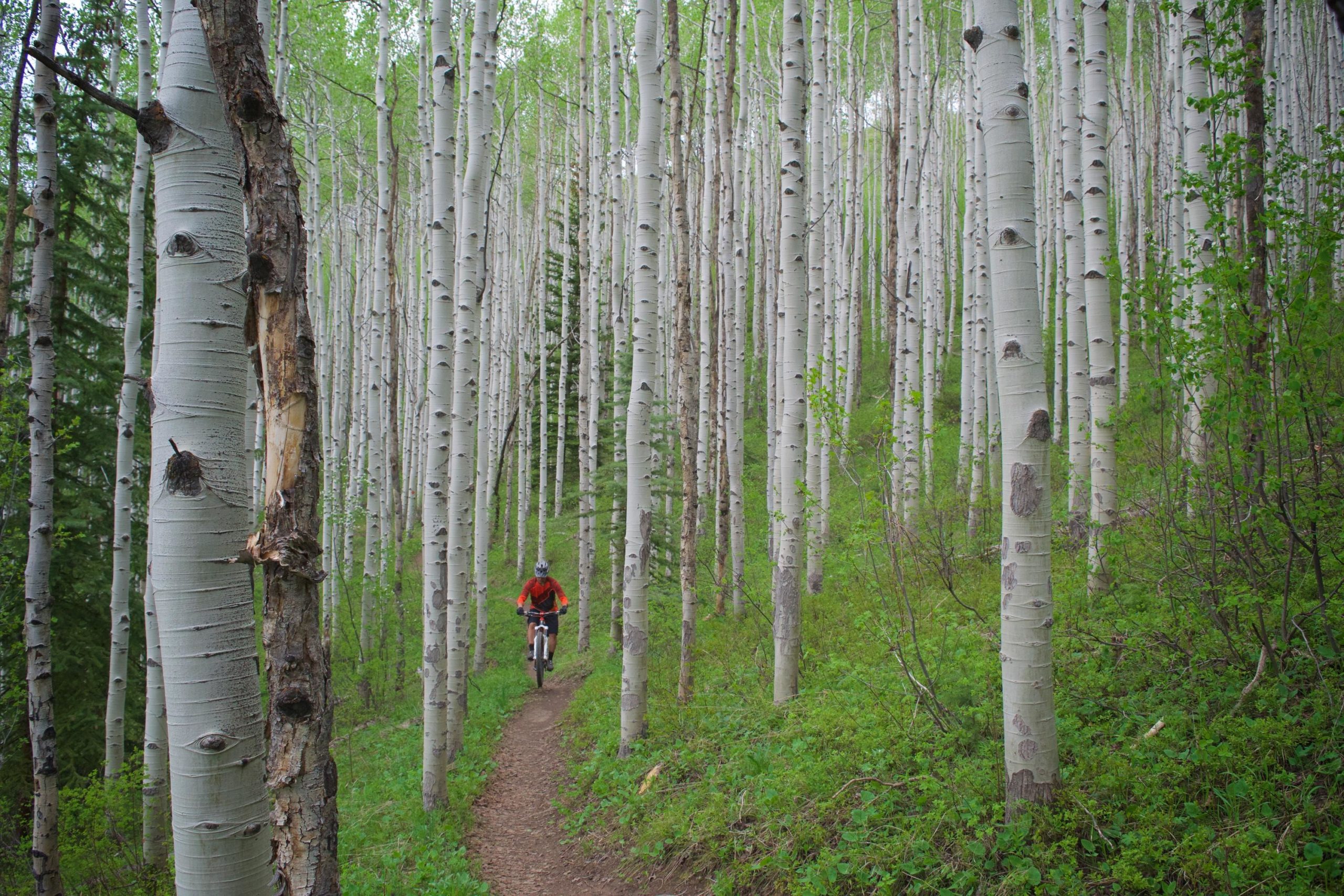 A mountain biker rides along a narrow dirt path surrounded by tall white aspen trees and lush green foliage in a forest setting. Beaver Creek Ski Resort mountain bike trail.