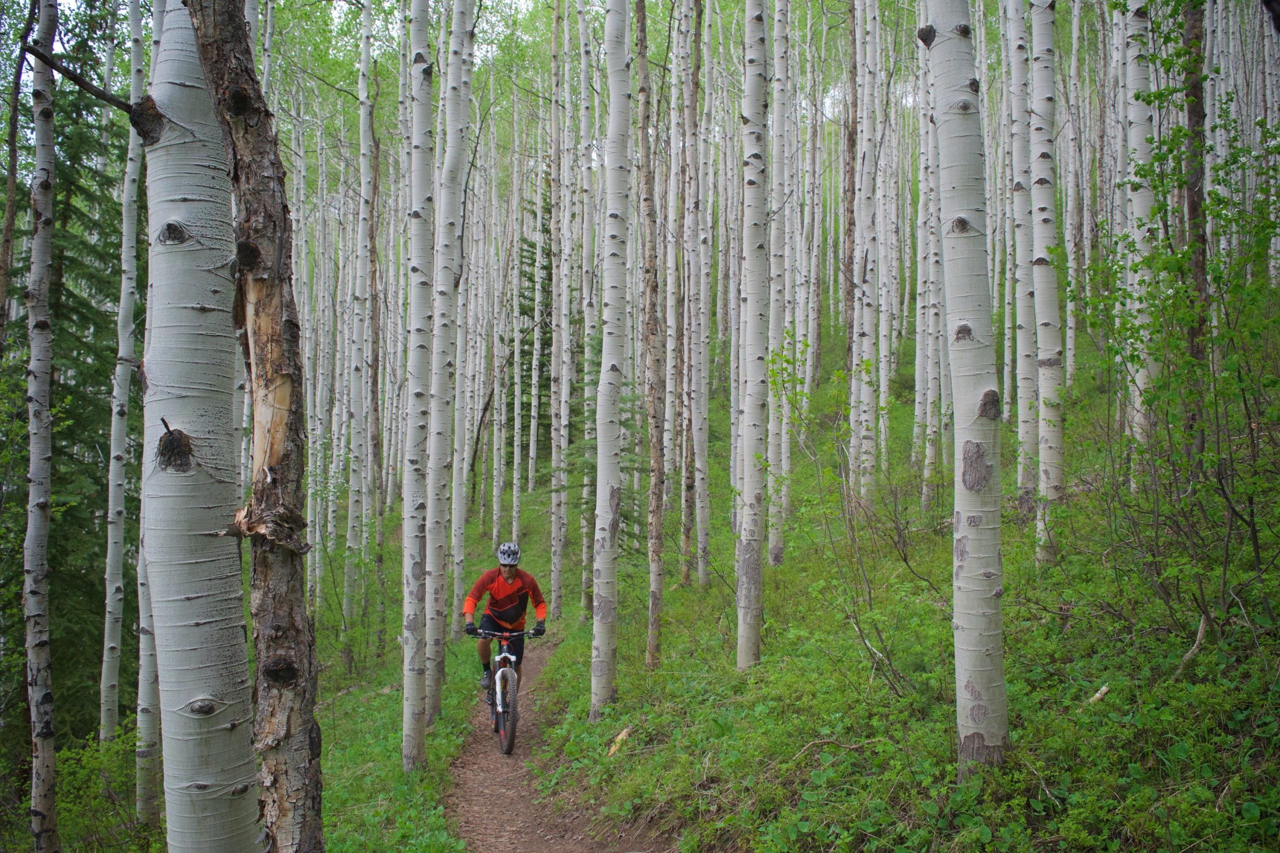 A mountain biker rides along a narrow trail surrounded by tall, white-barked aspen trees and lush green foliage in a forested area. Beaver Creek Ski Resort mountain bike trail.