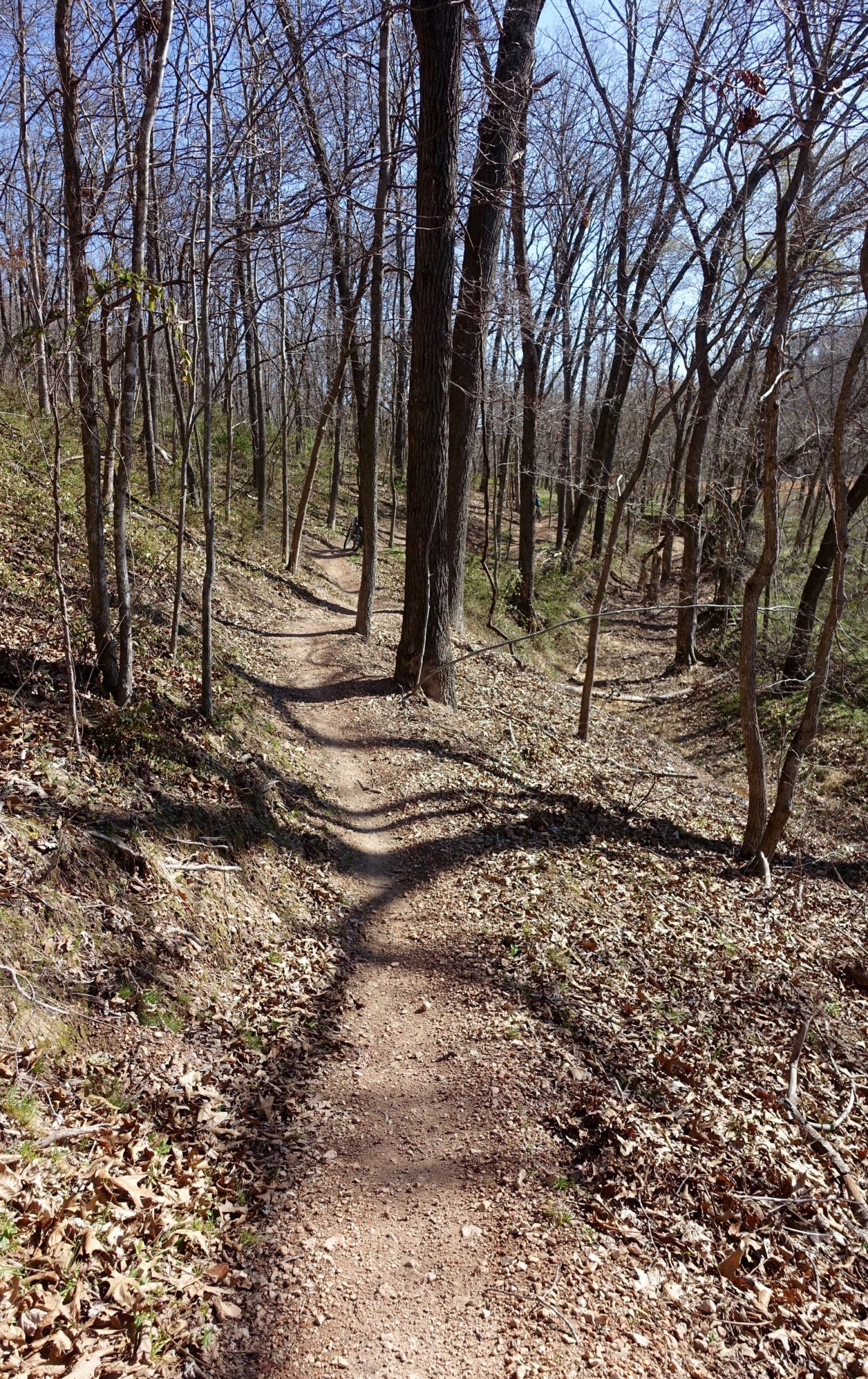 A winding dirt trail surrounded by bare trees in a serene forest setting, with patches of fallen leaves on the ground and a clear blue sky above. Back 40 mountain bike trail.