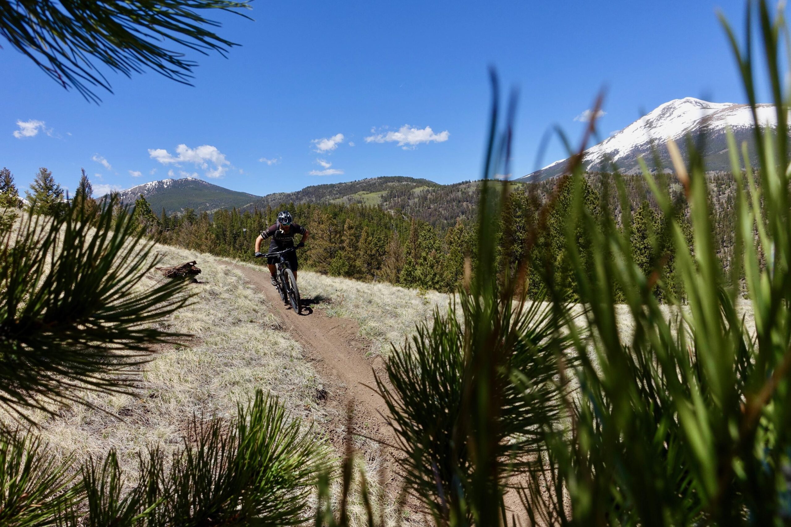 Niner RIP 9: A mountain biker rides along a dirt trail surrounded by grassy fields and pine trees, with snow-capped mountains in the background under a clear blue sky.