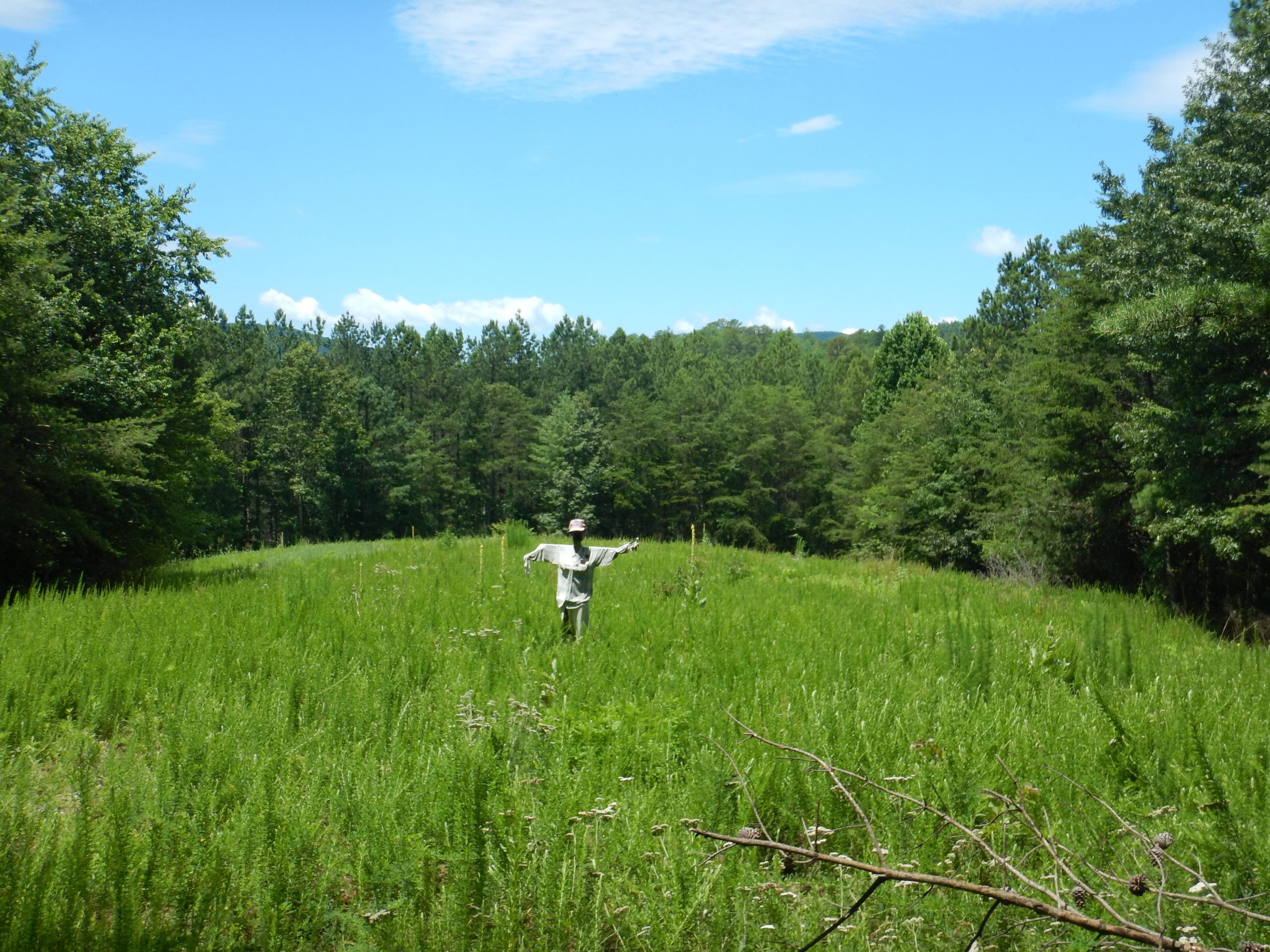 A scenic view of a lush green field bordered by a dense forest, featuring a scarecrow in the center with arms outstretched. The sky above is bright and partly cloudy, creating a serene and peaceful outdoor atmosphere. Stonewall Falls Loop mountain bike trail.