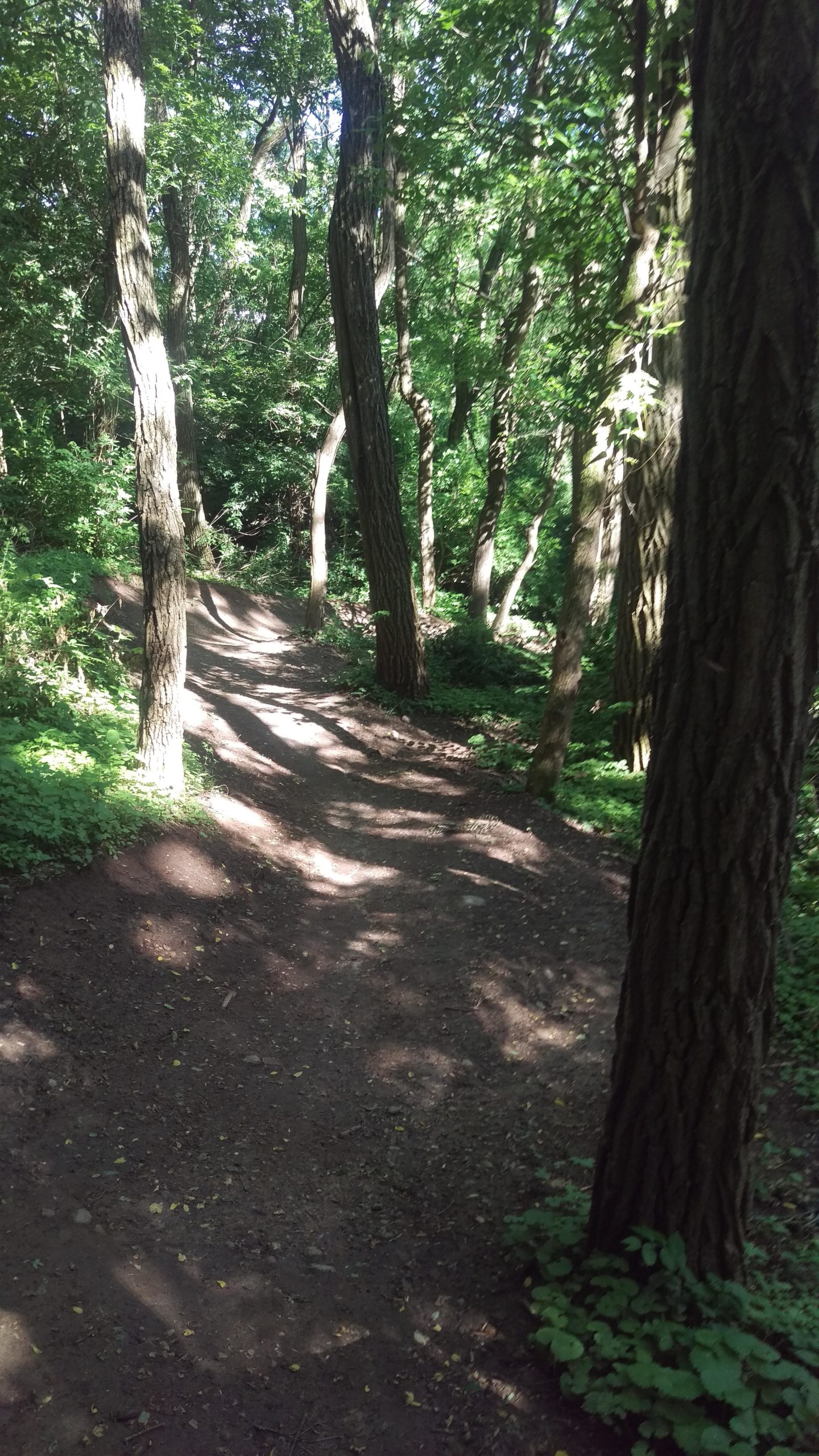 A winding dirt path cuts through a sunlit forest, surrounded by tall trees with green foliage. The ground is mostly bare with patches of sunlight filtering through the leaves, casting gentle shadows along the trail. Raceway Woods mountain bike trail.
