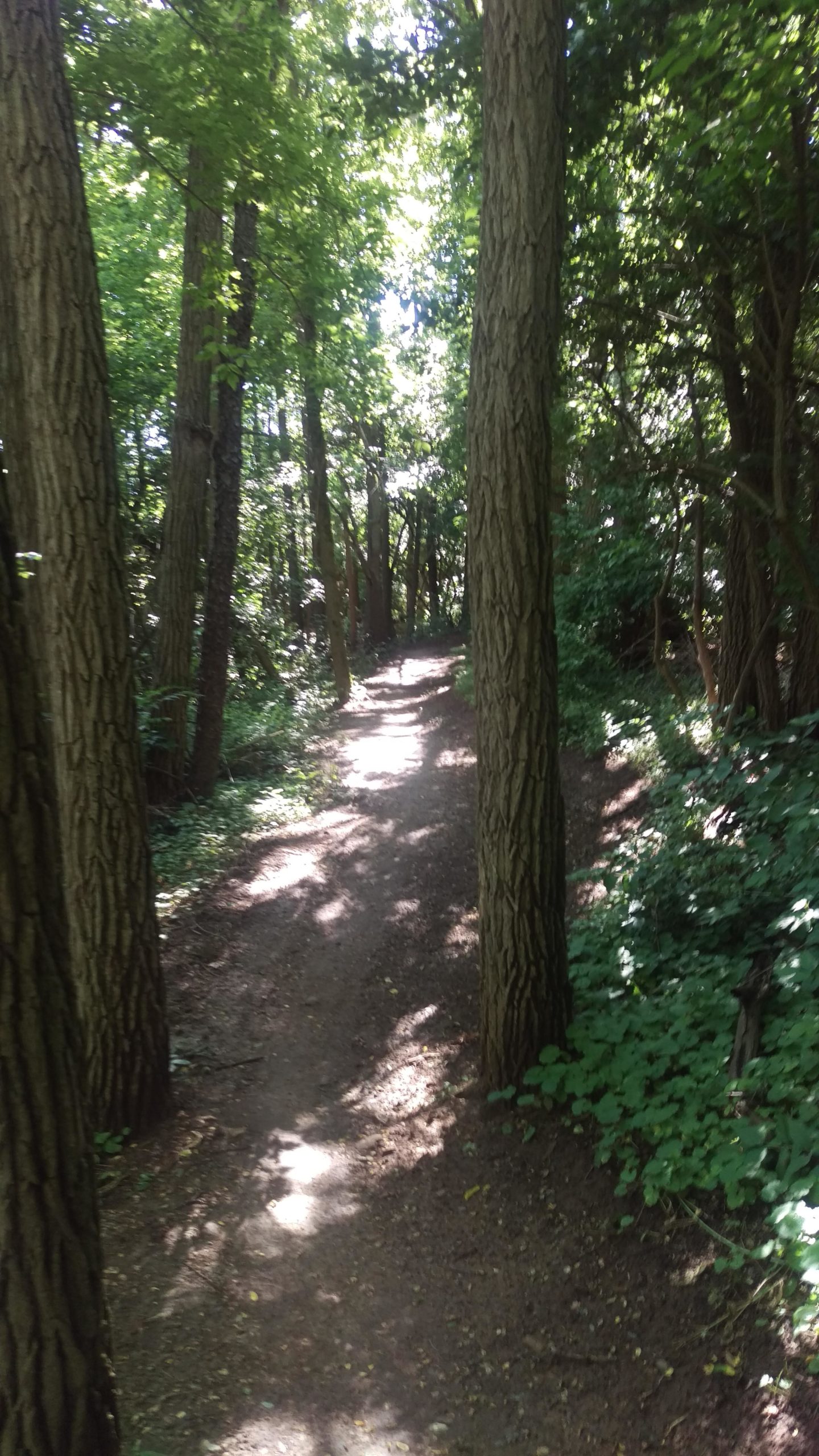 A sunlit dirt path winding through a dense forest, flanked by tall trees and lush greenery, with dappled light filtering through the leaves. Raceway Woods mountain bike trail.