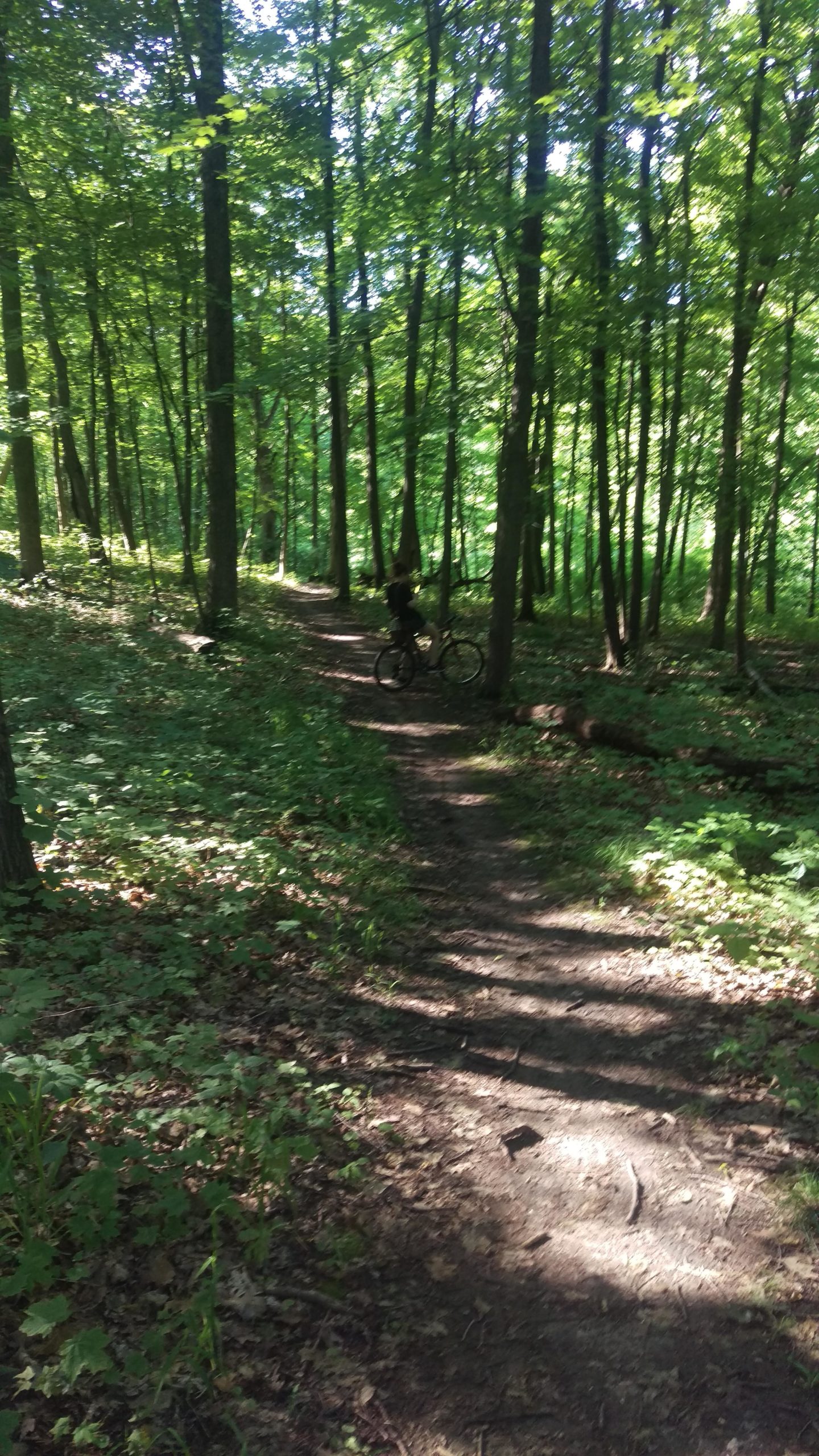 A winding dirt path through a lush green forest, with tall trees lining either side. A cyclist is seen sitting on a bicycle along the trail, surrounded by dense foliage and dappled sunlight filtering through the leaves. Raceway Woods mountain bike trail.