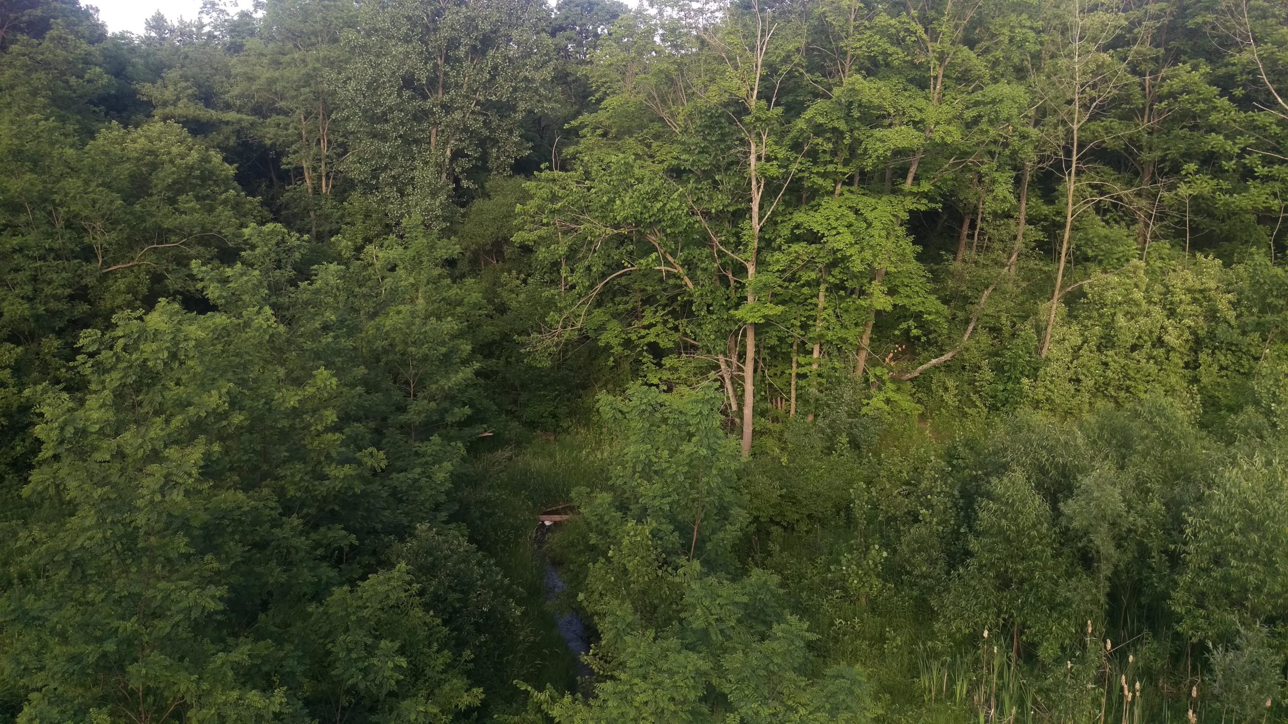 A lush green forest featuring a variety of trees and dense underbrush. Sunlight filters through the leaves, creating a serene and vibrant natural landscape. A small stream runs through the foliage, enhancing the peaceful atmosphere of the scene. Raceway Woods mountain bike trail.