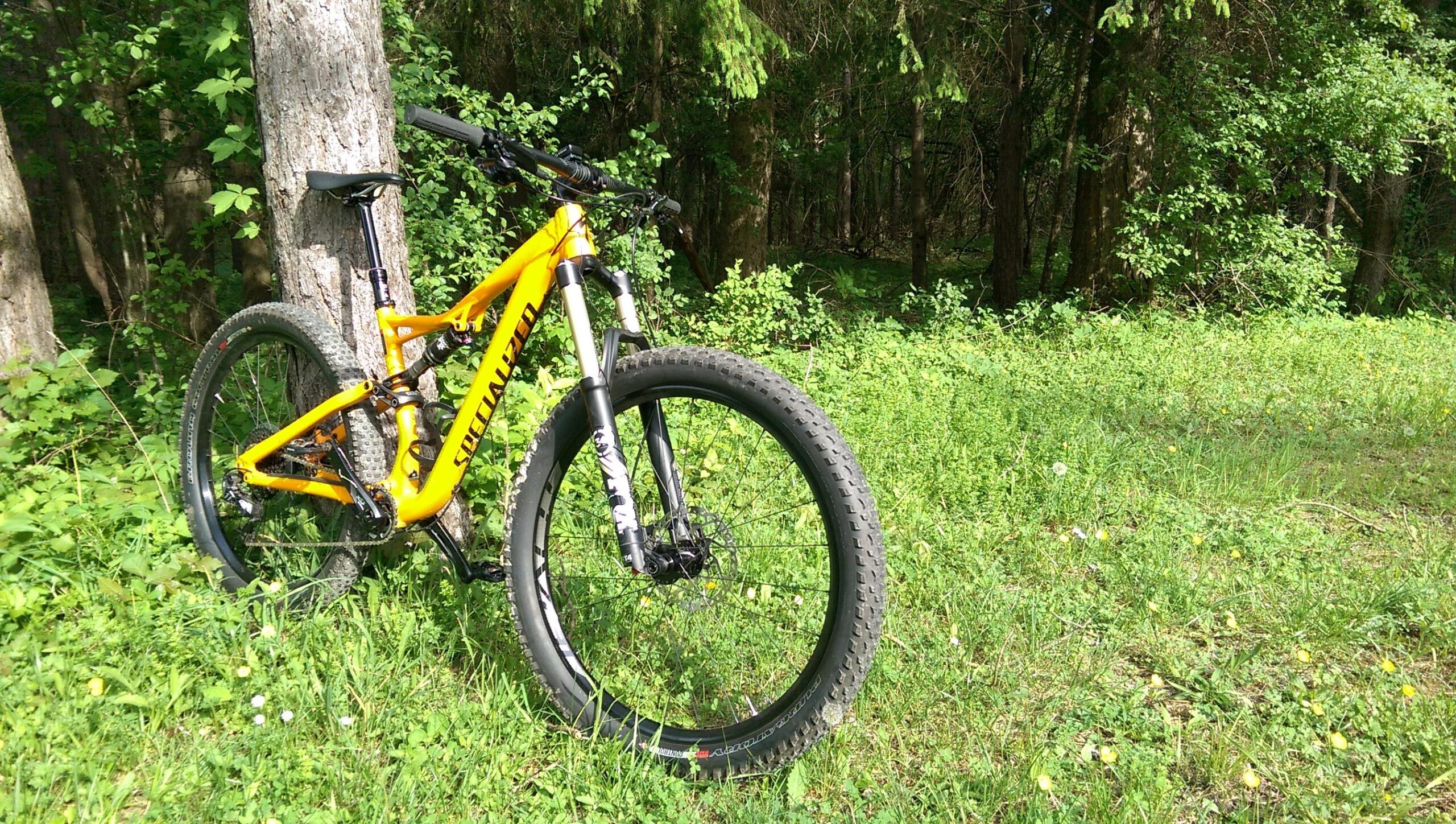 Specialized Stumpjumper FSR 6Fattie: A vibrant orange mountain bike resting against a tree in a lush green forest setting, surrounded by various plants and grass. The scene captures the essence of outdoor adventure, with dappled sunlight filtering through the trees.